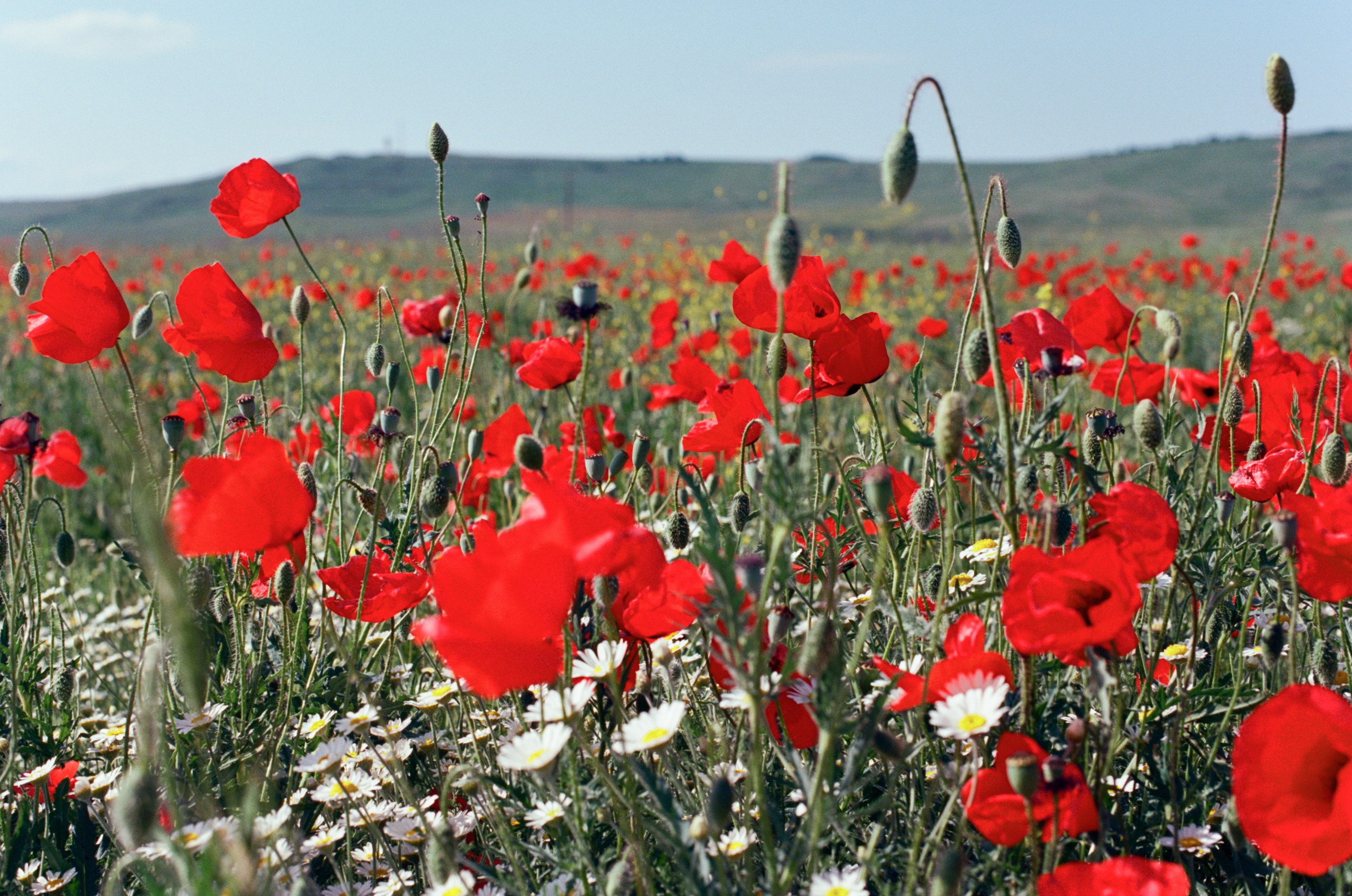 The drugs don't work // ukraine, crimea IV. EVER EXPOSED