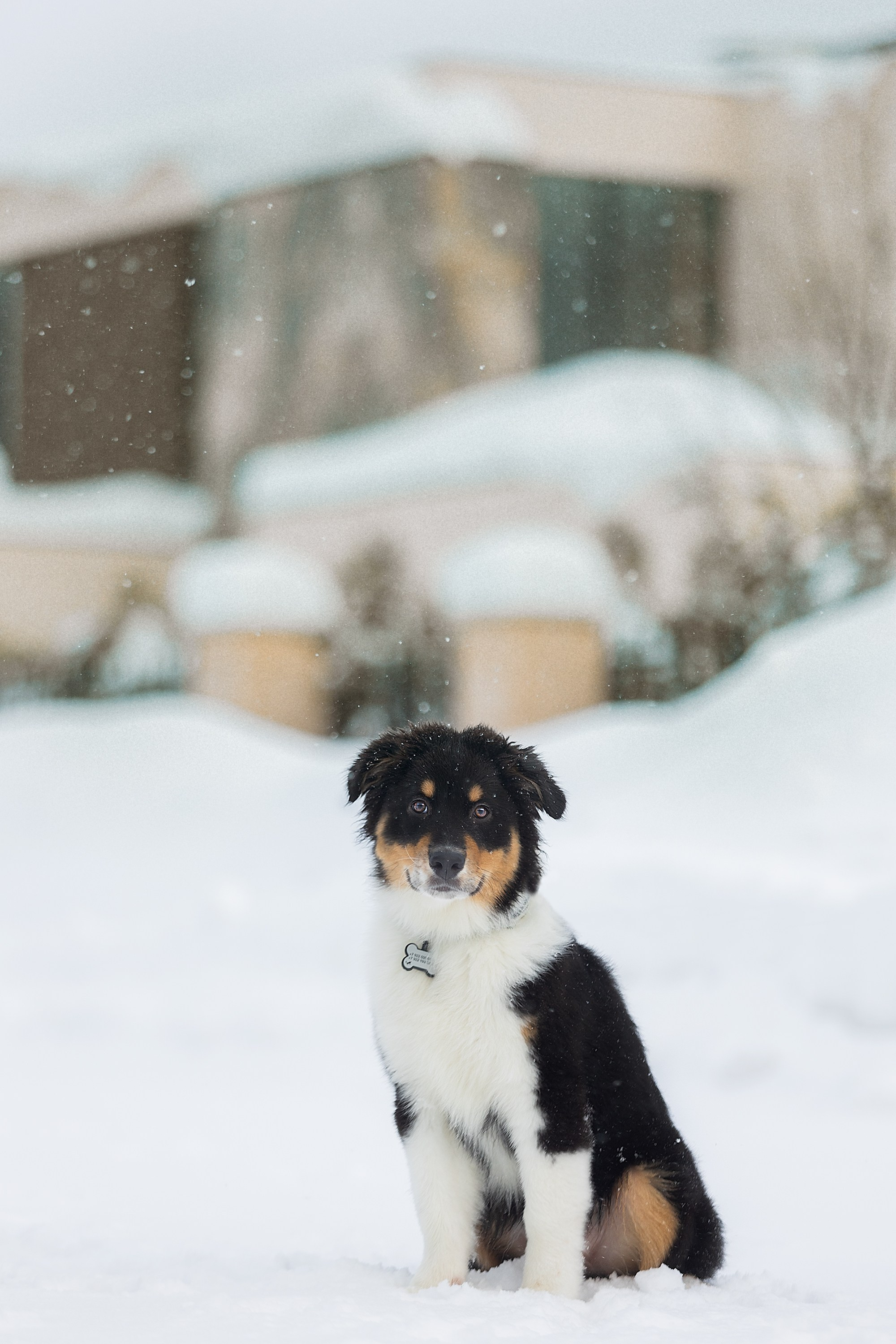Рей со своей семьей. Фотограф. Фотограф-анималист. Москва