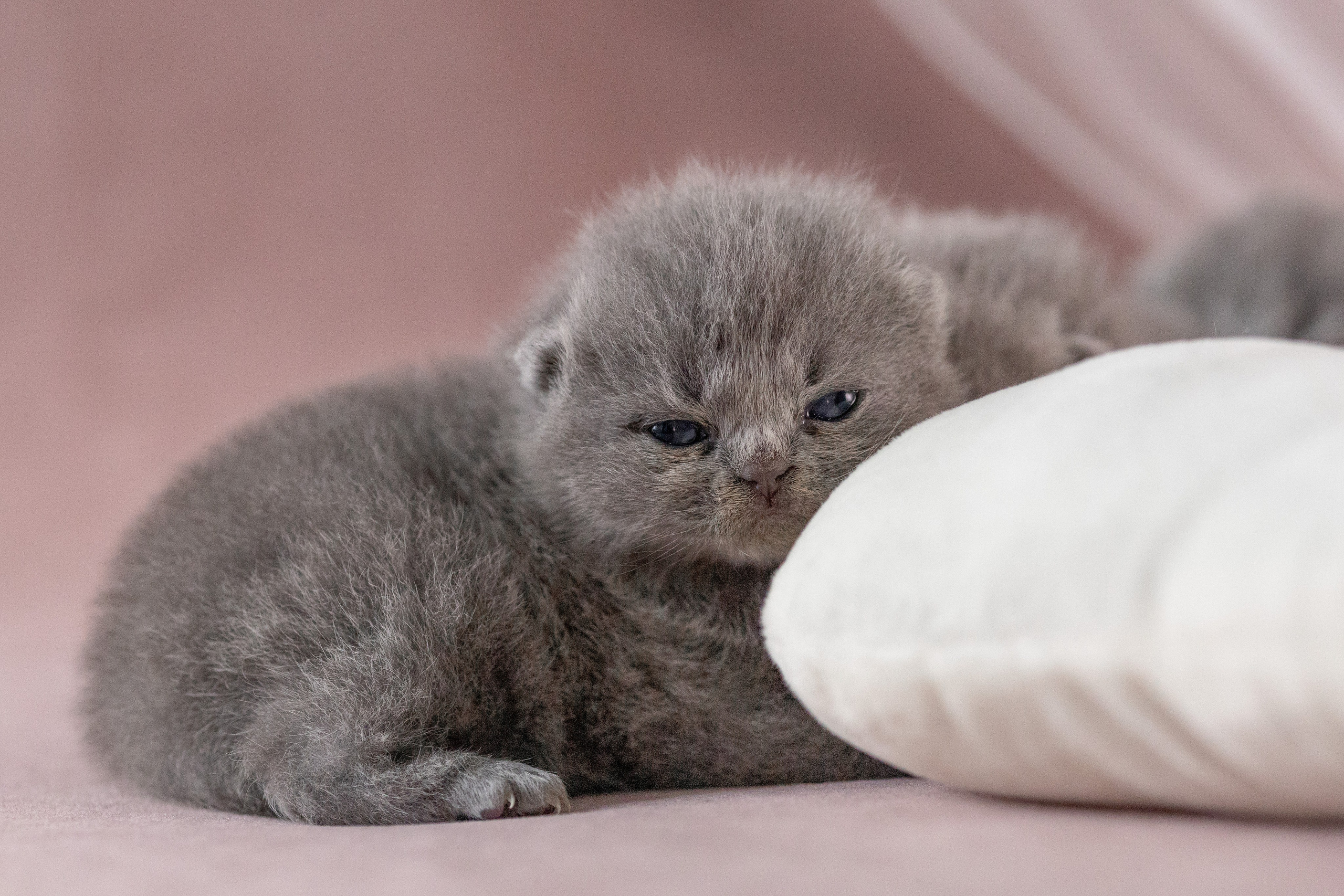 Котята. Фотограф Яна Матвеева в Ижевске