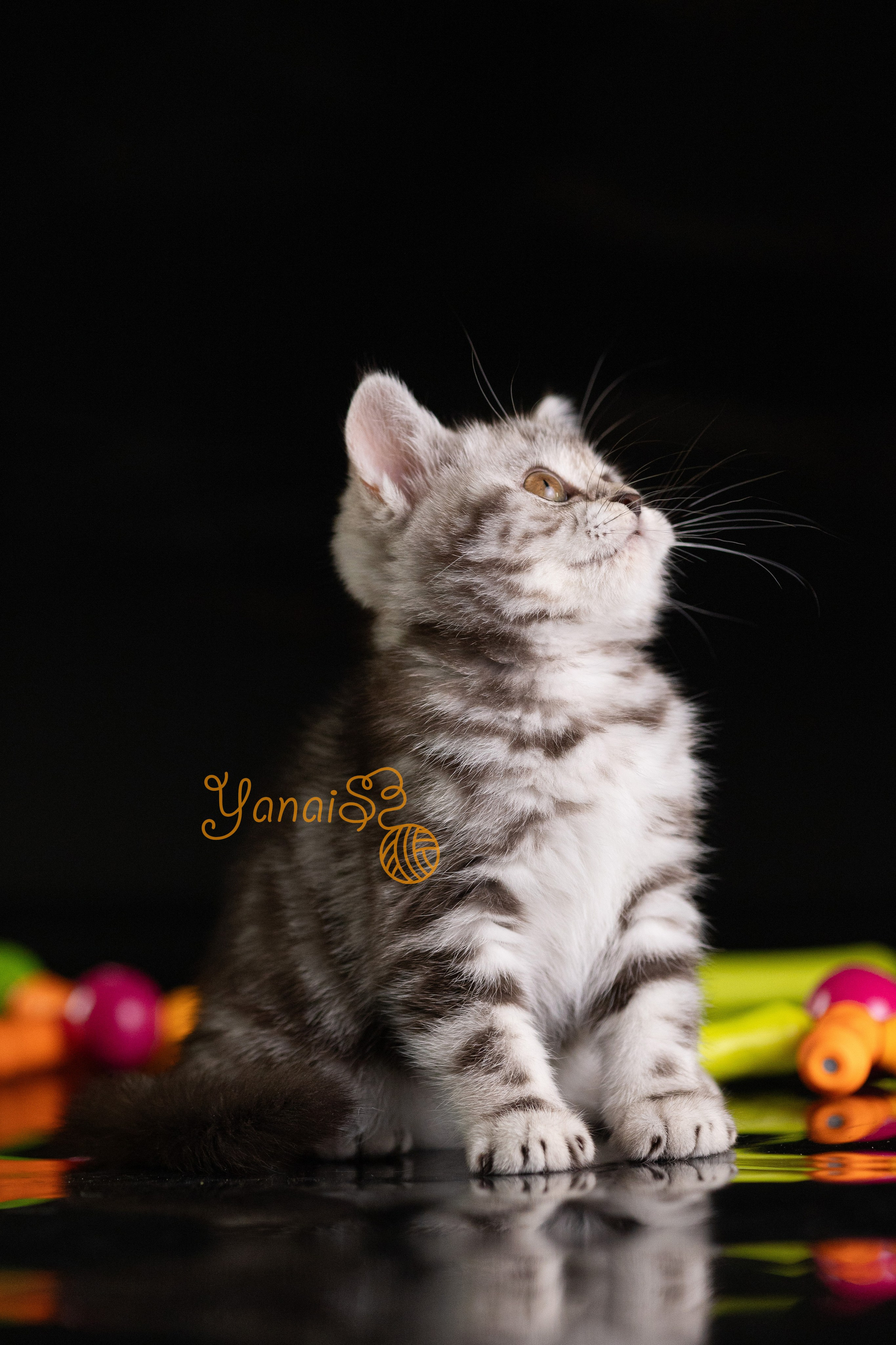 Котята. Фотограф Яна Матвеева в Ижевске