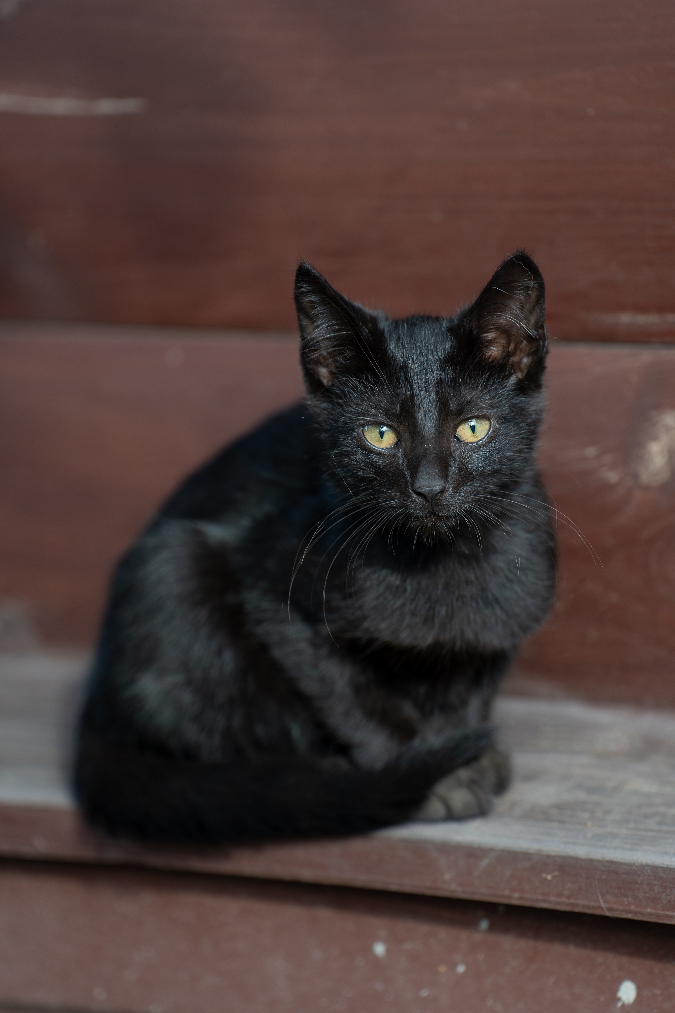 Анимализм. Портретный фотограф Олеся Владимирова в Москве