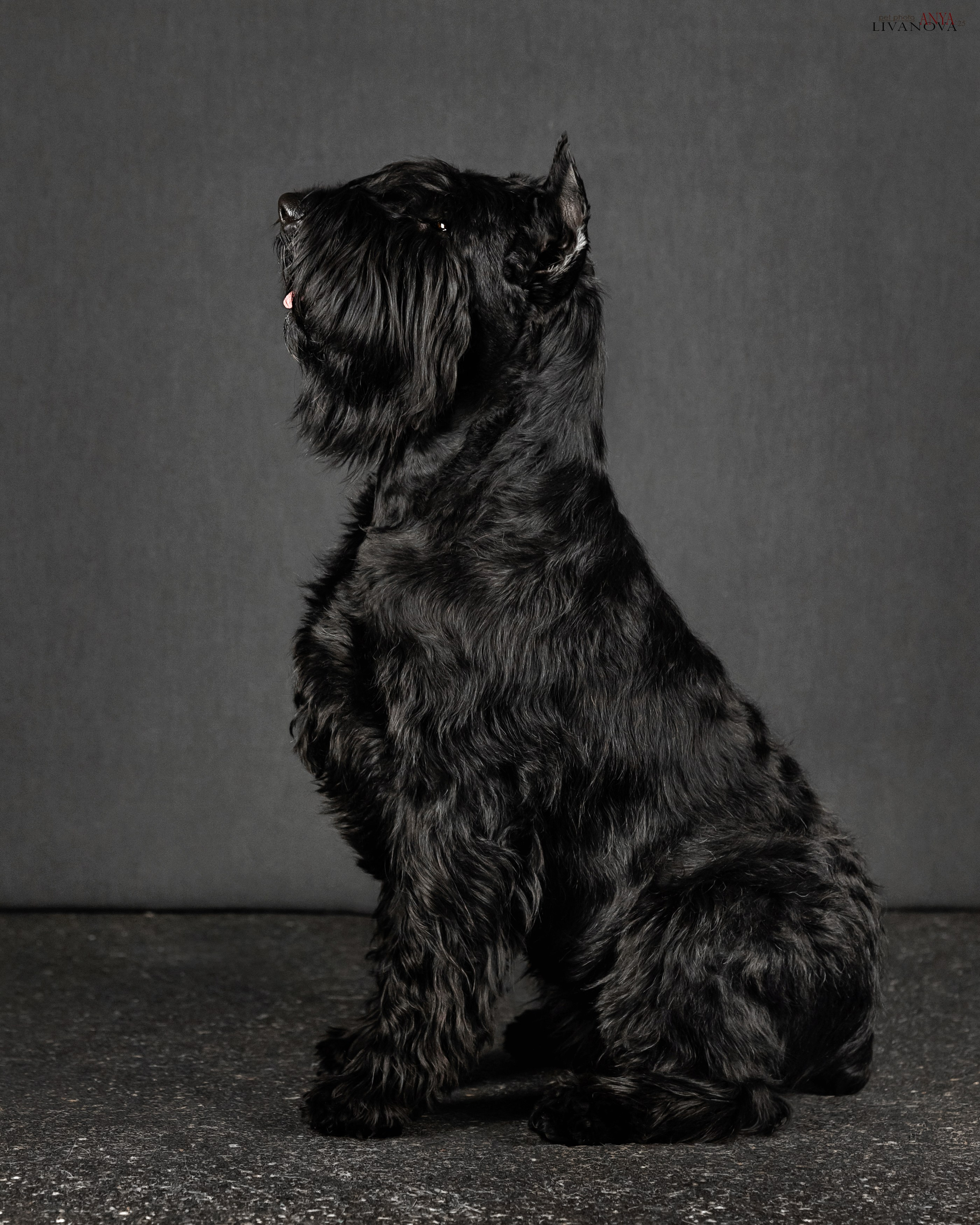 Берта. Фотограф анималист Аня Ливанова | Рыбинск