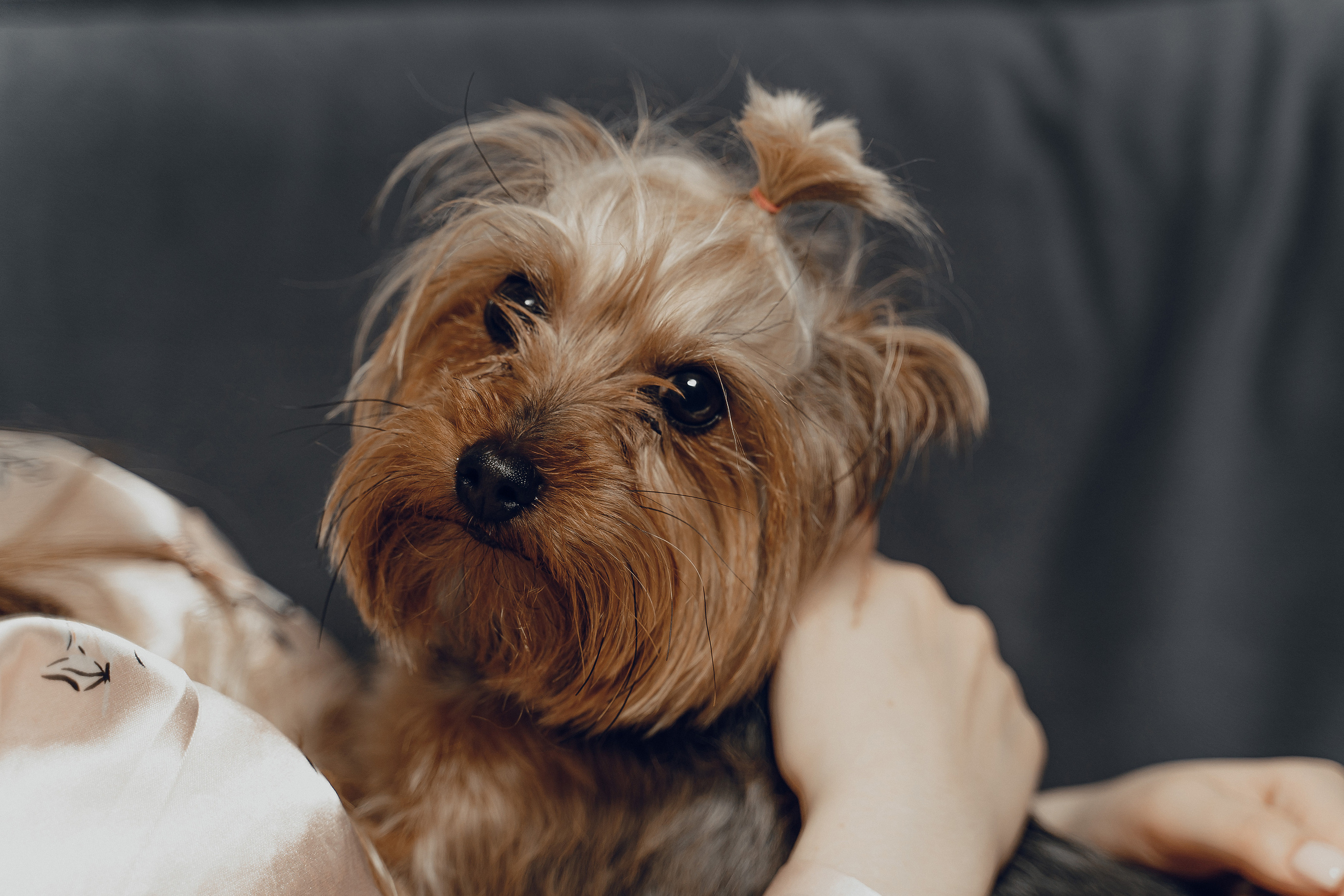 Арина. Фотограф Ларионова Надежда|Ставрополь