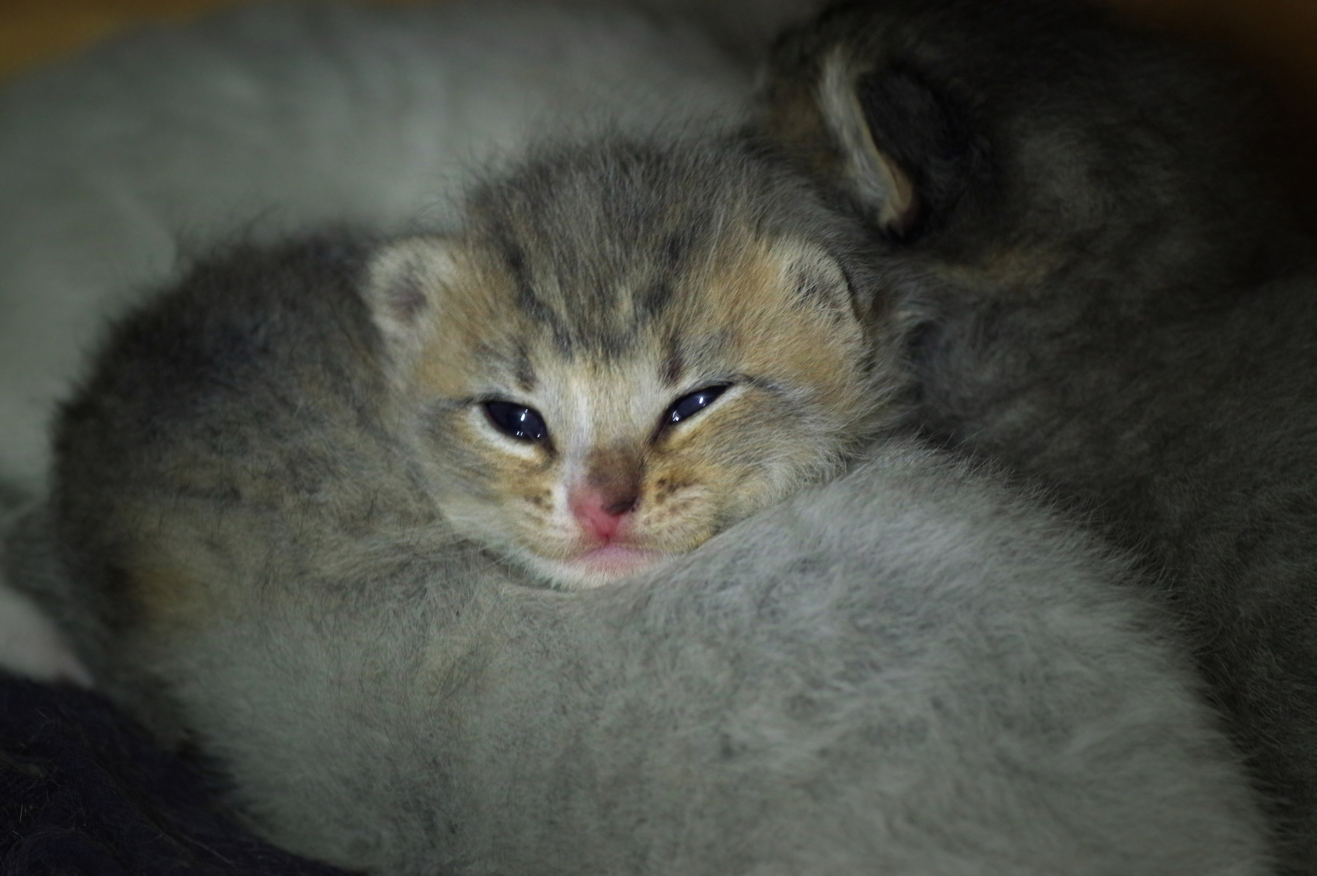 Котятам 13 дней. Вадим Шейдин