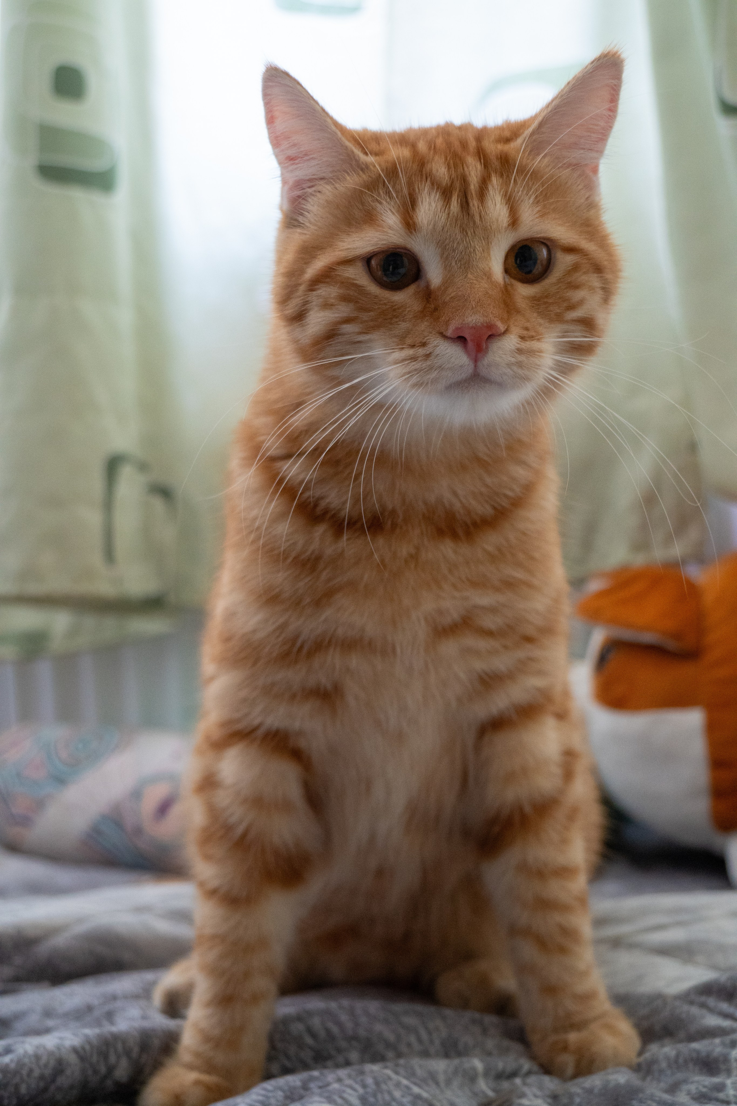 Приют для животных «Пушистые друзья». Видеограф, фотограф в Санкт-Петербурге Элеонора Петрова