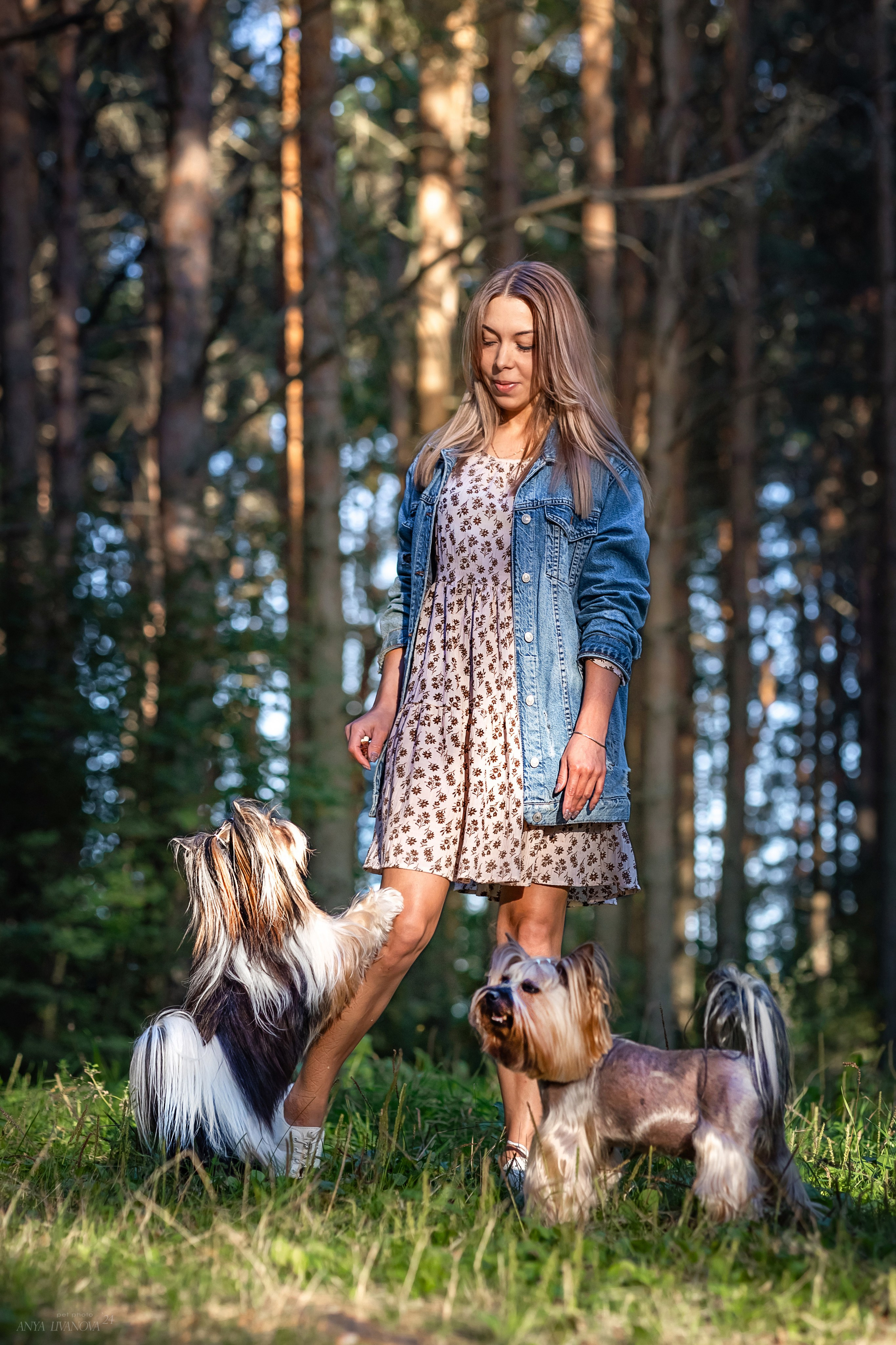 Катя и йорки. Фотограф анималист Аня Ливанова | Рыбинск