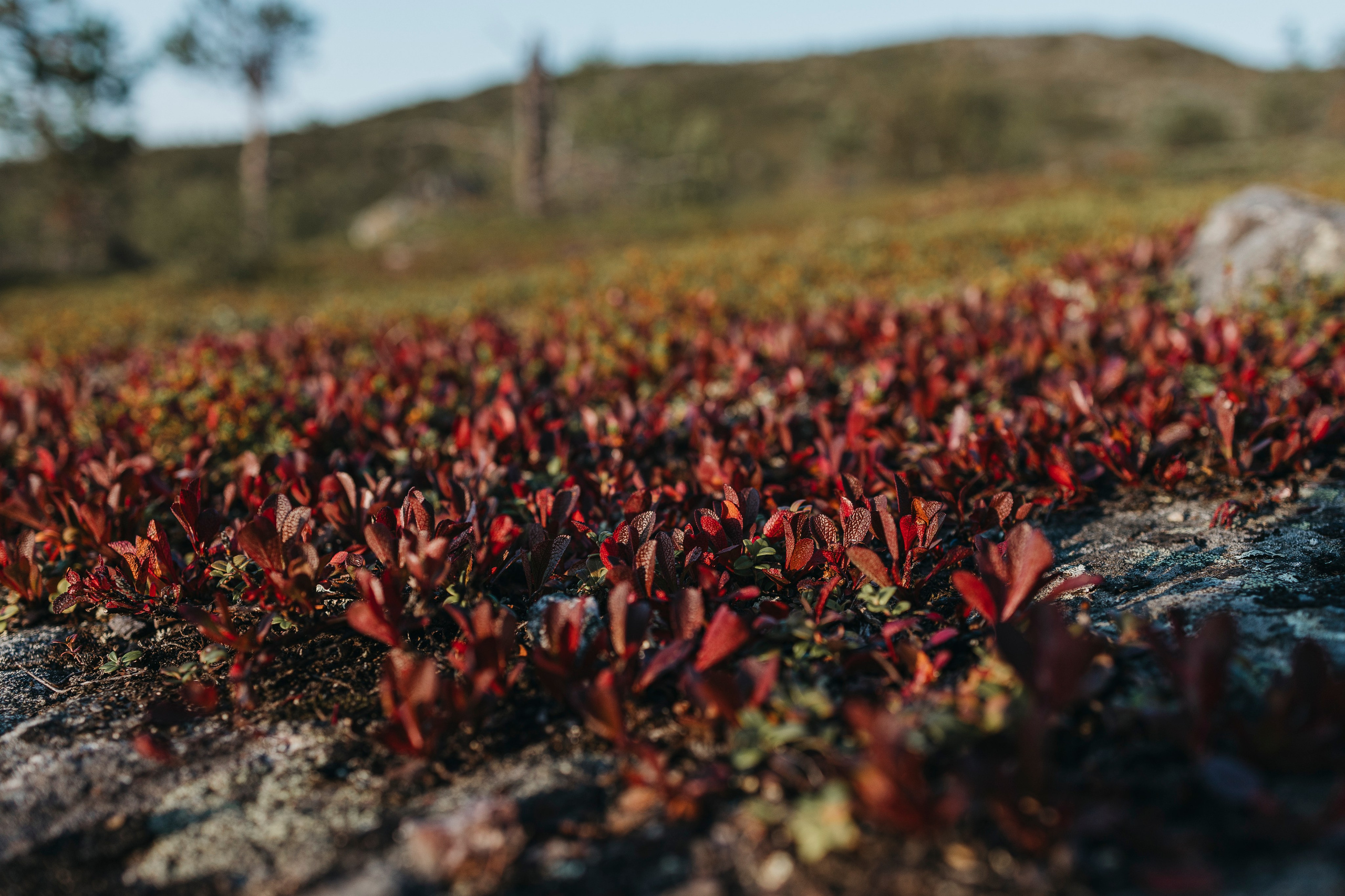 Горы. Фотограф-анималист Анна Маринич