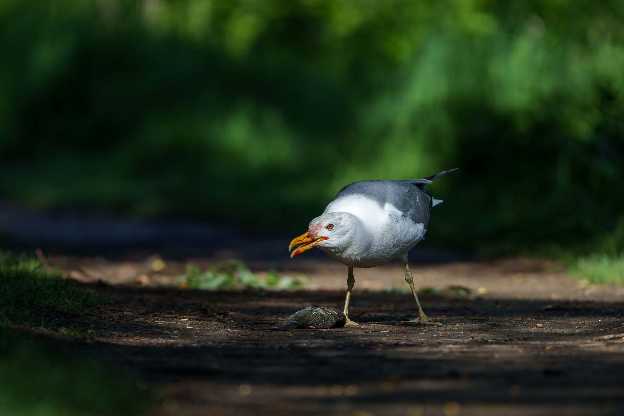 Удивительные мир птиц. Вокруг нас столько прекрасного — присмотритесь!. Ваш личный фотограф Марина Волкова