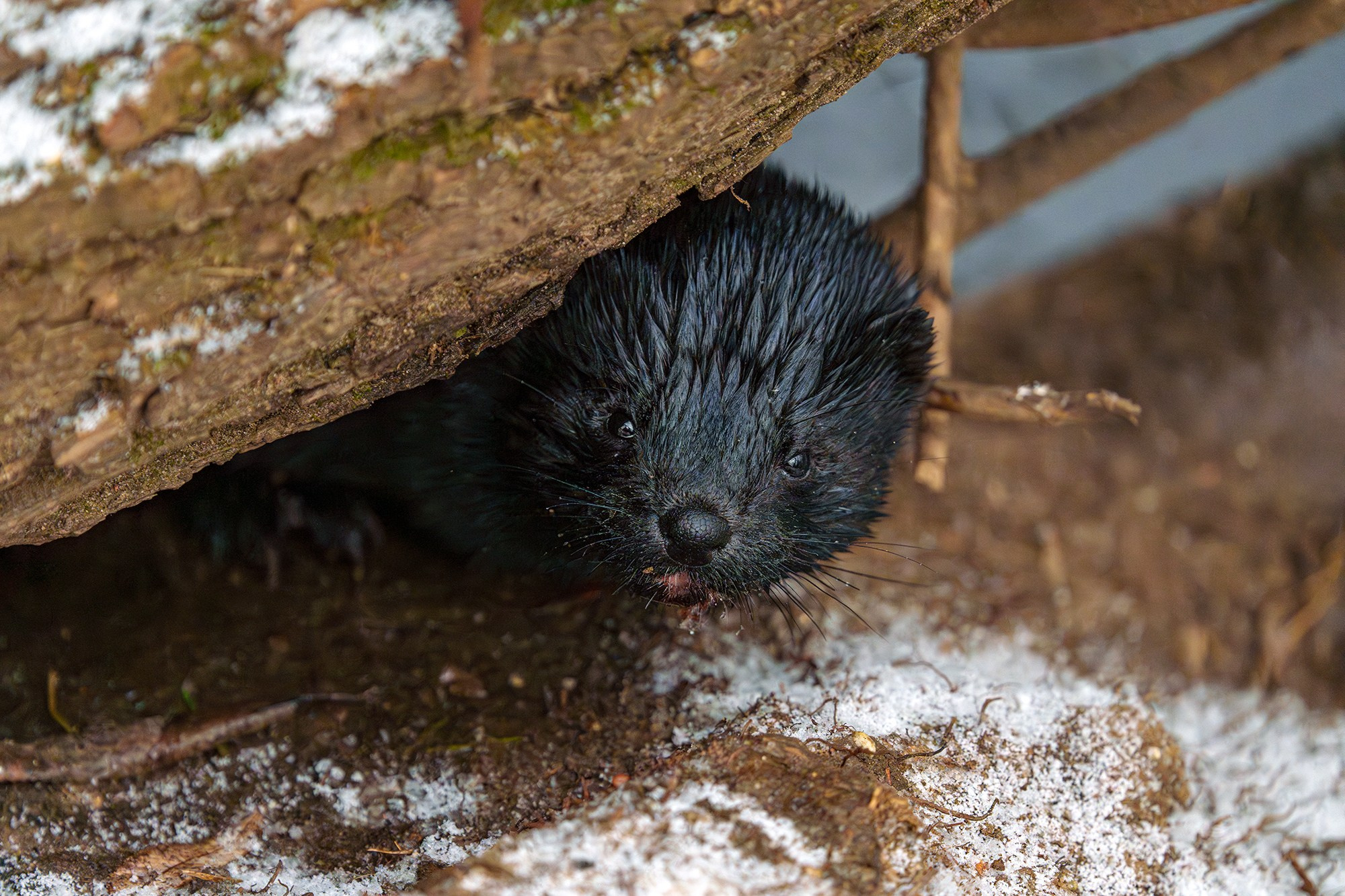 Животные. Ваш личный фотограф Марина Волкова