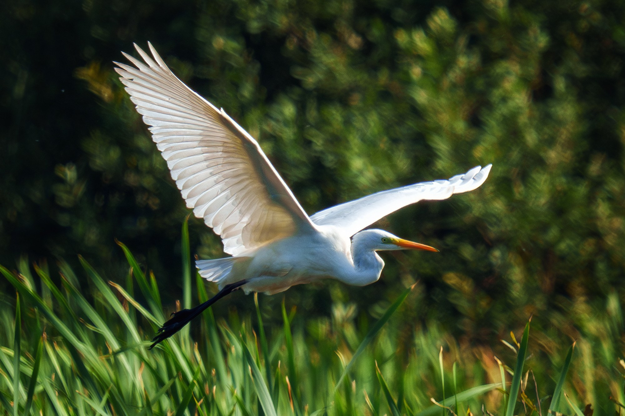 Удивительные мир птиц. Вокруг нас столько прекрасного — присмотритесь!. Ваш личный фотограф Марина Волкова