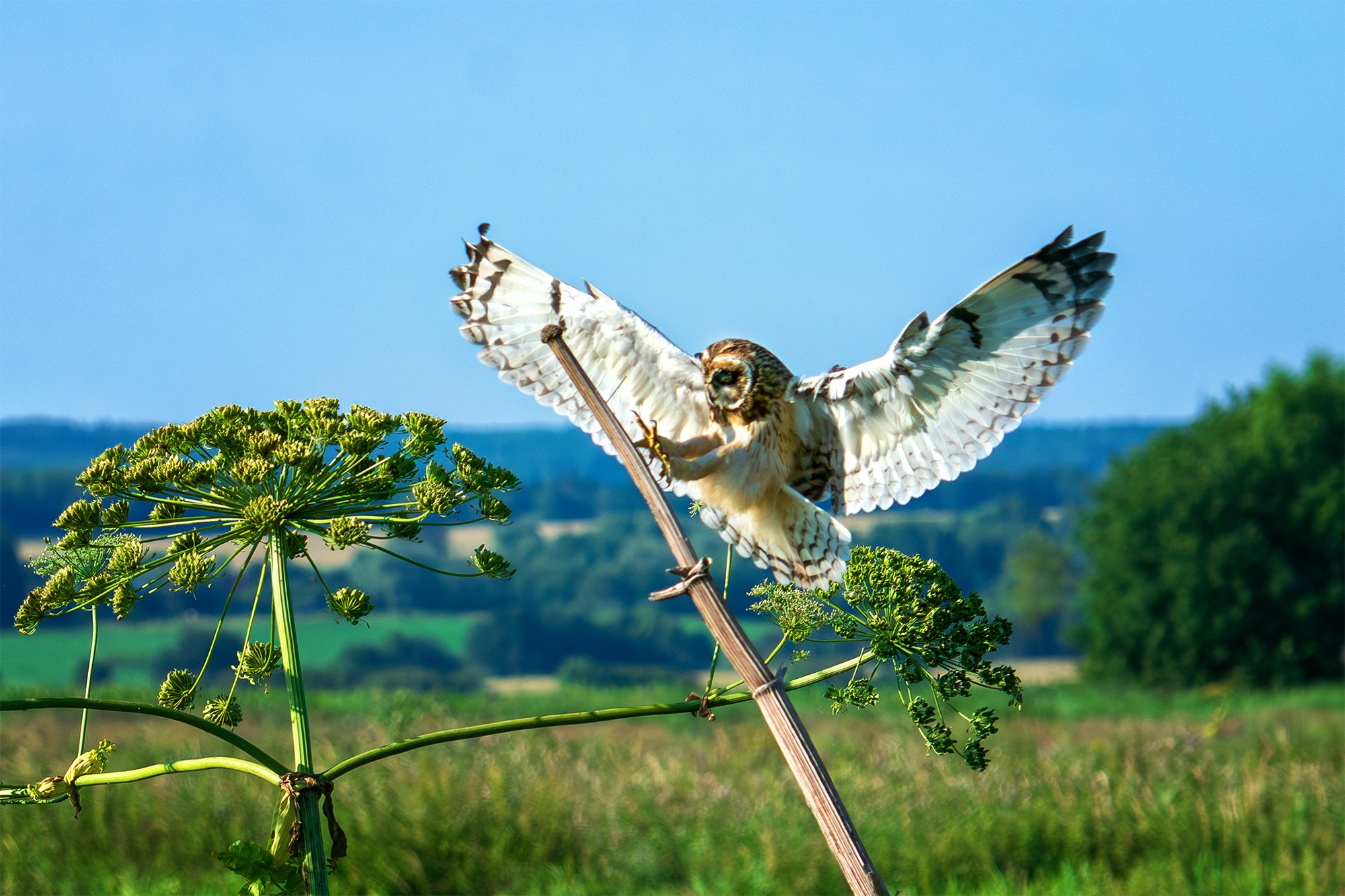 Удивительные мир птиц. Вокруг нас столько прекрасного — присмотритесь!. Ваш личный фотограф Марина Волкова