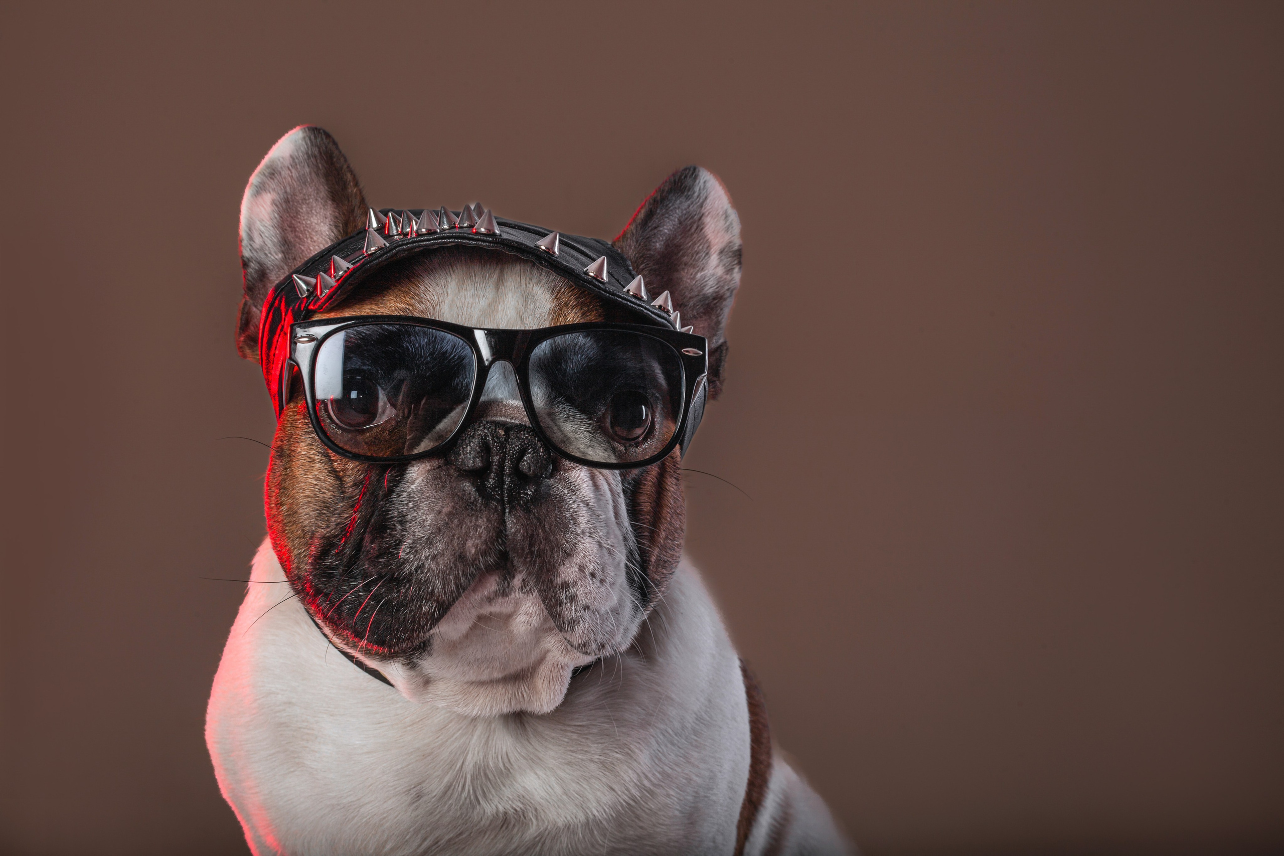 Студийная фотосессия с цветным светом. Фотограф-анималист Татьяна Степанова