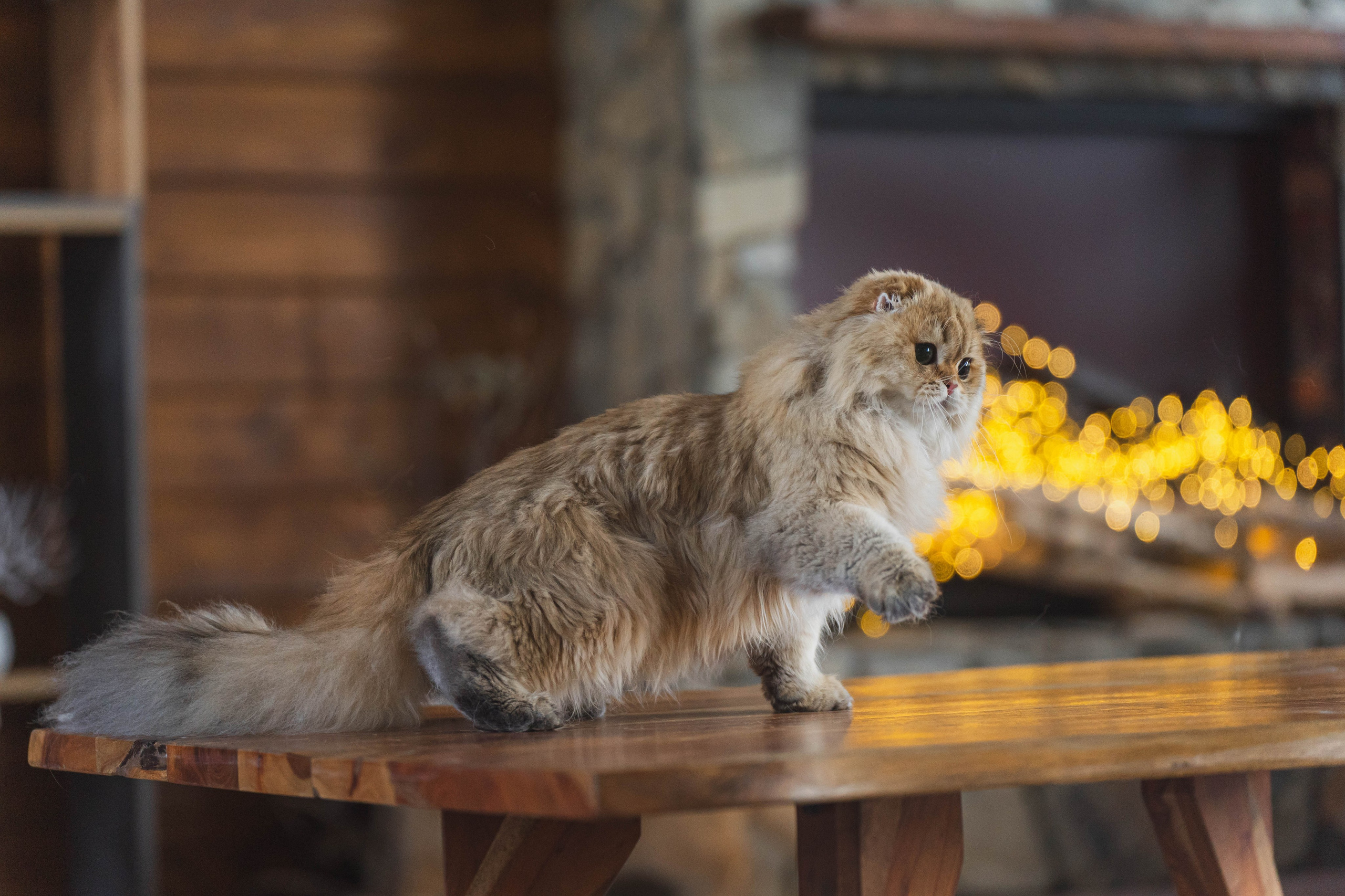 Питомник Шотландских кошек. Фотограф в Москве Ленарская Дарья