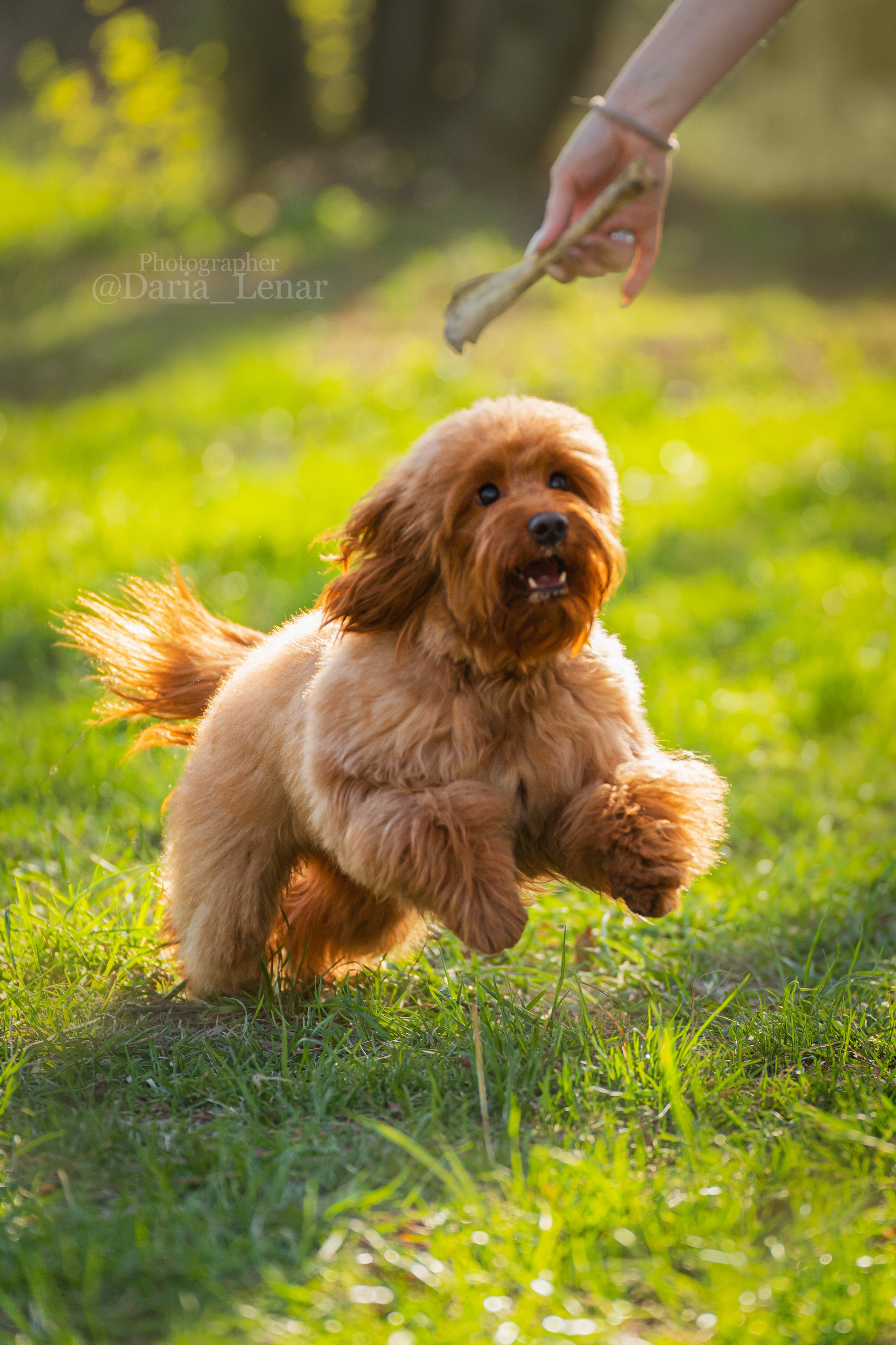 Выставки собак. Фотограф в Москве Ленарская Дарья