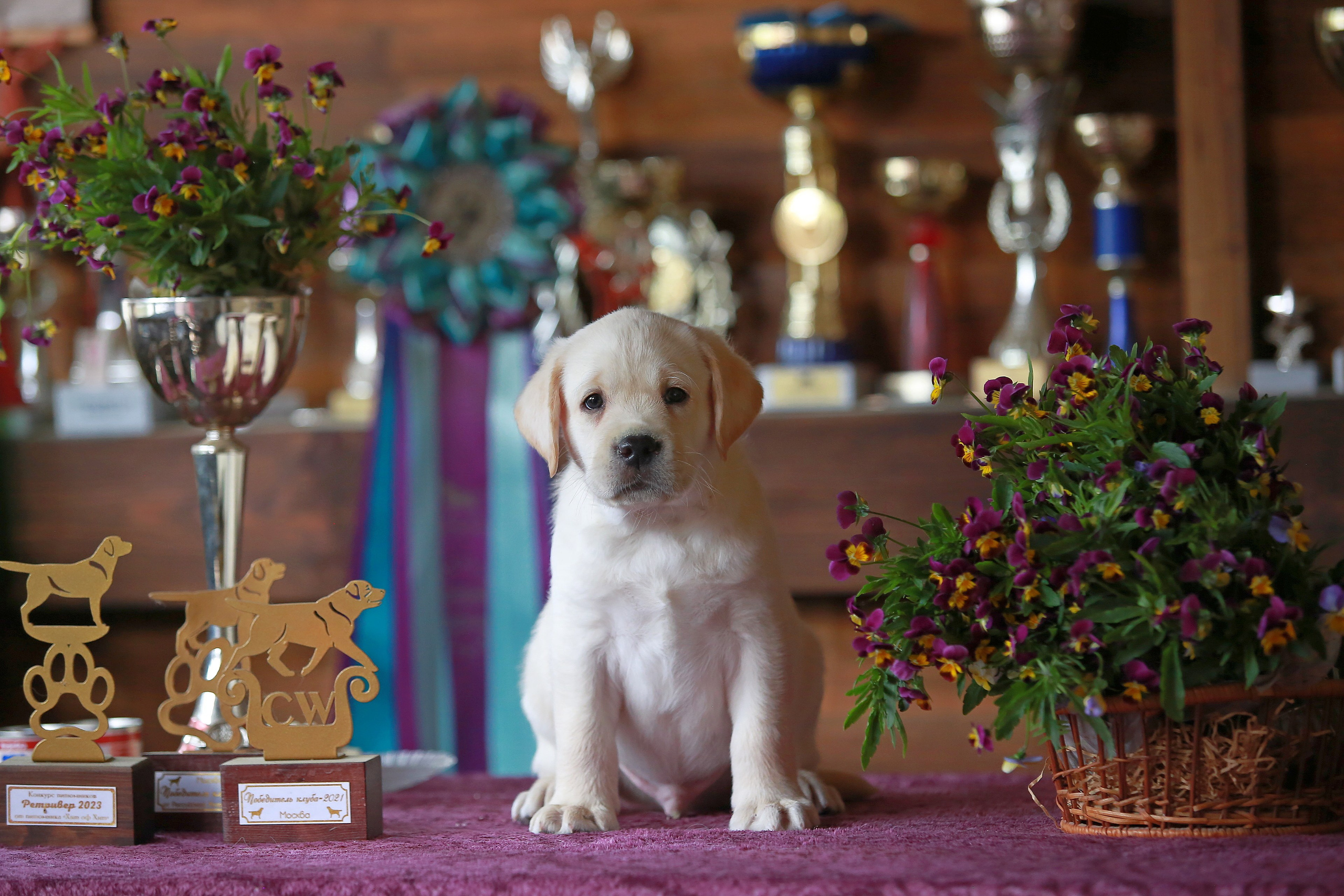 Щенки. Семейный и детский фотограф в Москве Мария Быкова