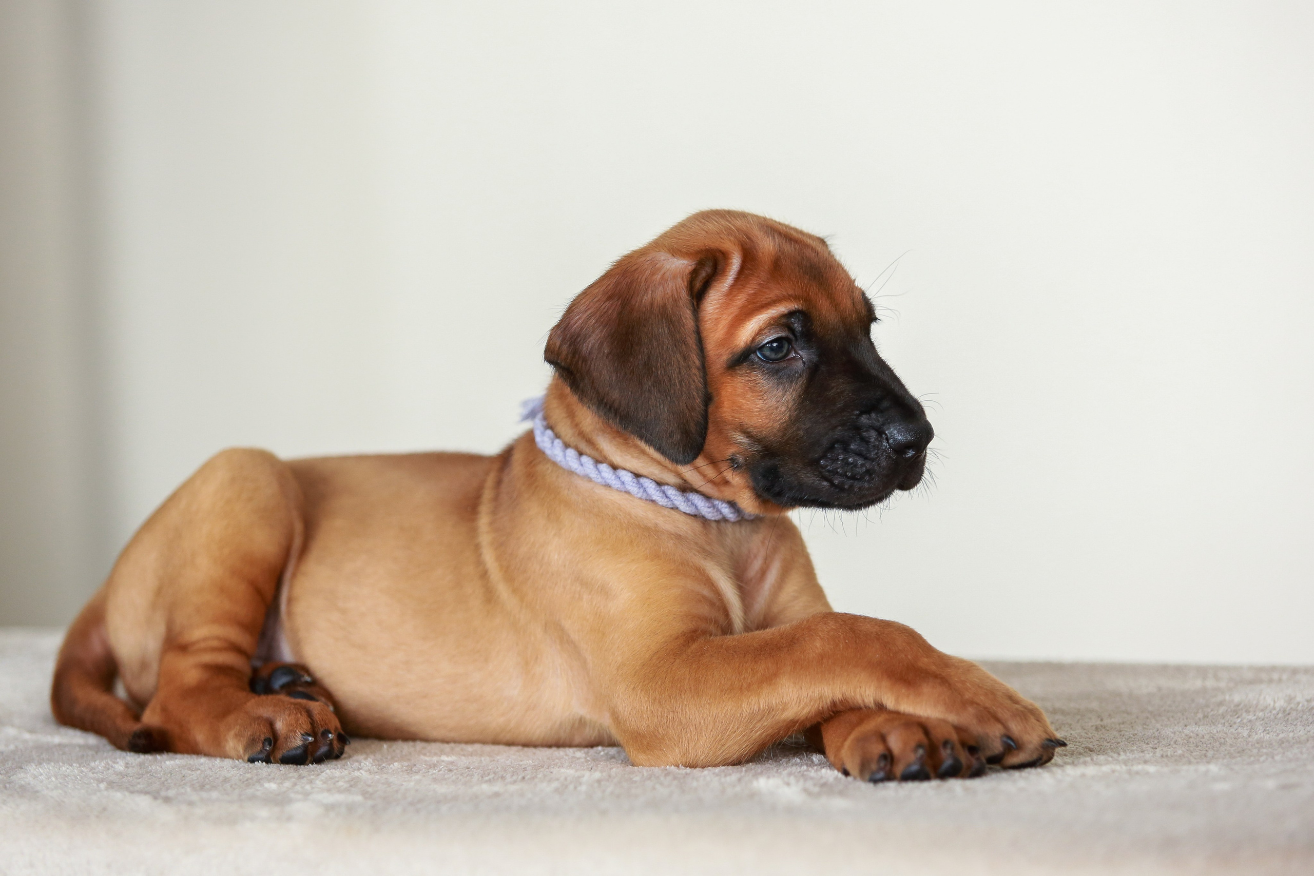 Щенки. Семейный и детский фотограф в Москве Мария Быкова