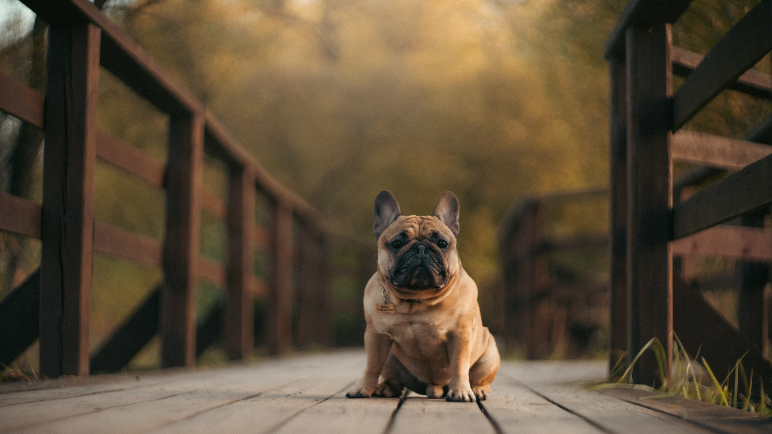 Анастасия и Бенц. Фотограф анималист в Москве и Санкт-Петербурге Свиридова Анна