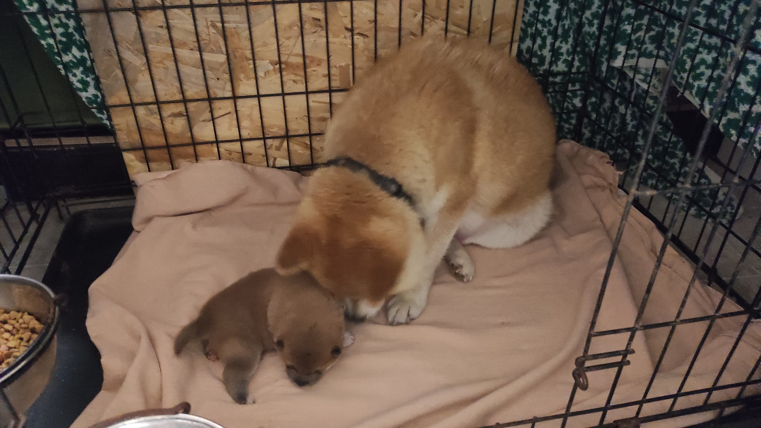 сиба питомник Рубилайт щенки на продажу rubylight  сиба щенки купить СПб Санкт-Петербург 