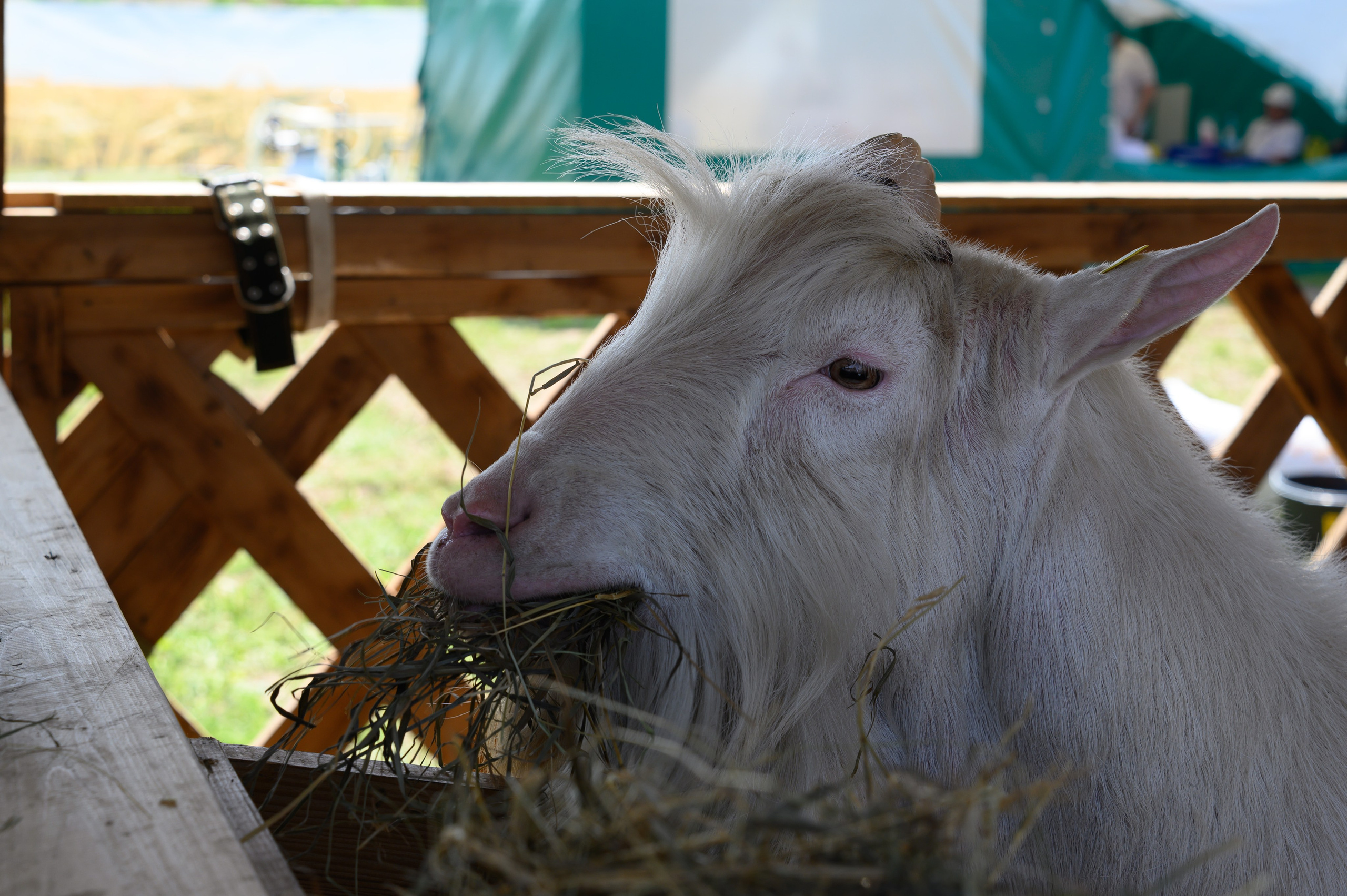 Агровыставка. Фотоуслуги, услуги фотографа, фотографирование важных событий