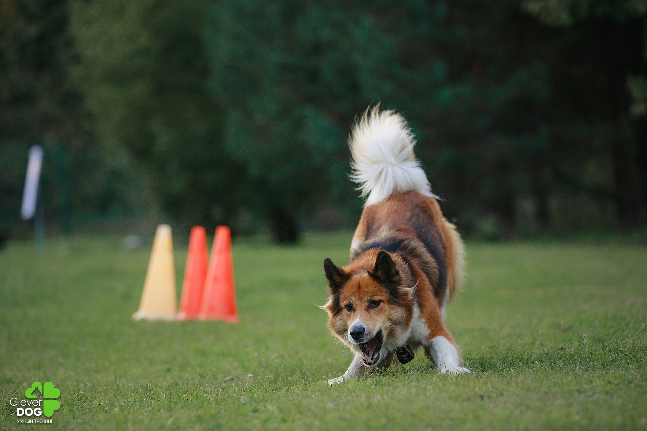 Кинологический лагерь CleverDog, 2024. Фотограф-анималист Mary Mart — Москва, Питер