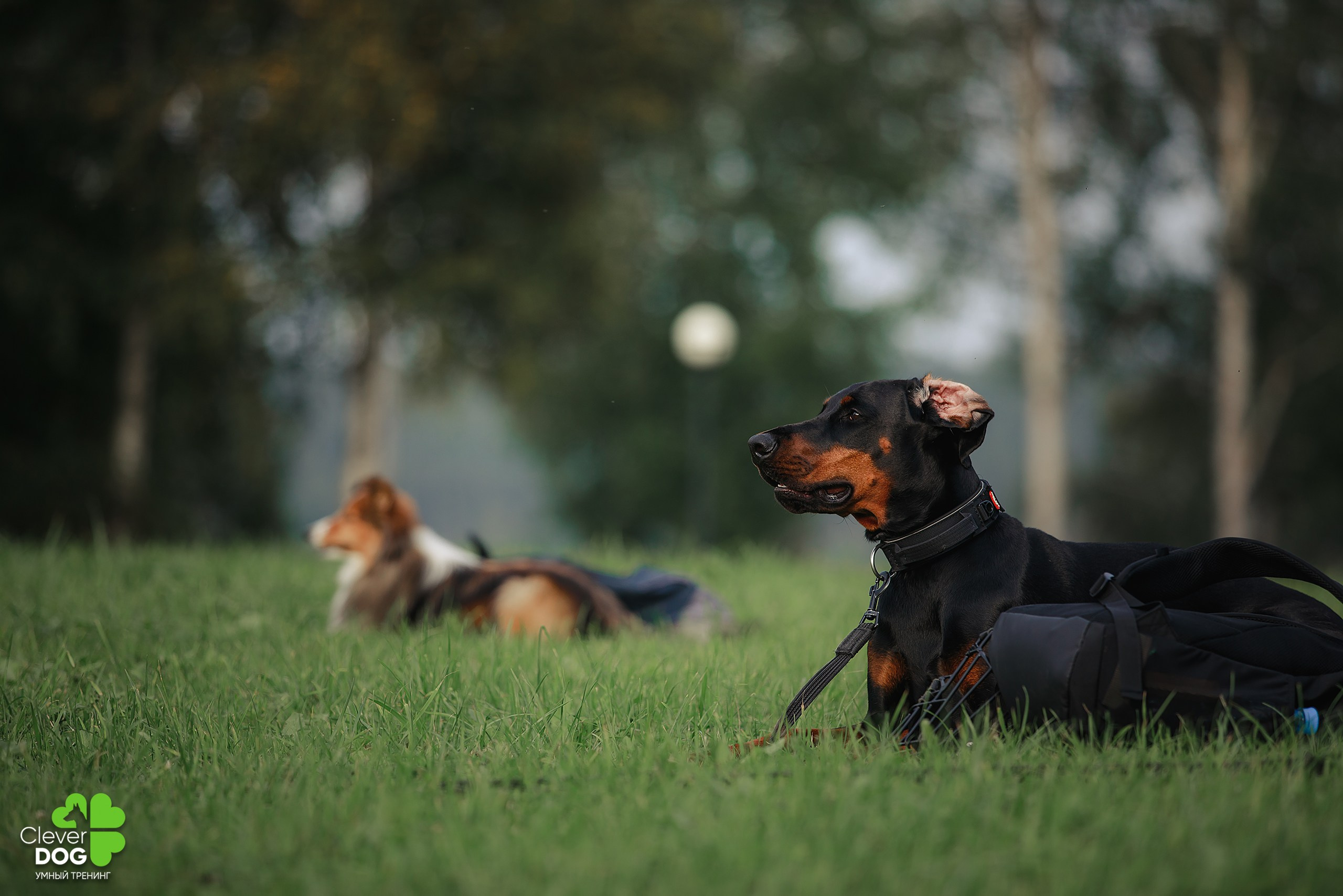 Кинологический лагерь CleverDog, 2024. Фотограф-анималист Mary Mart — Москва, Питер