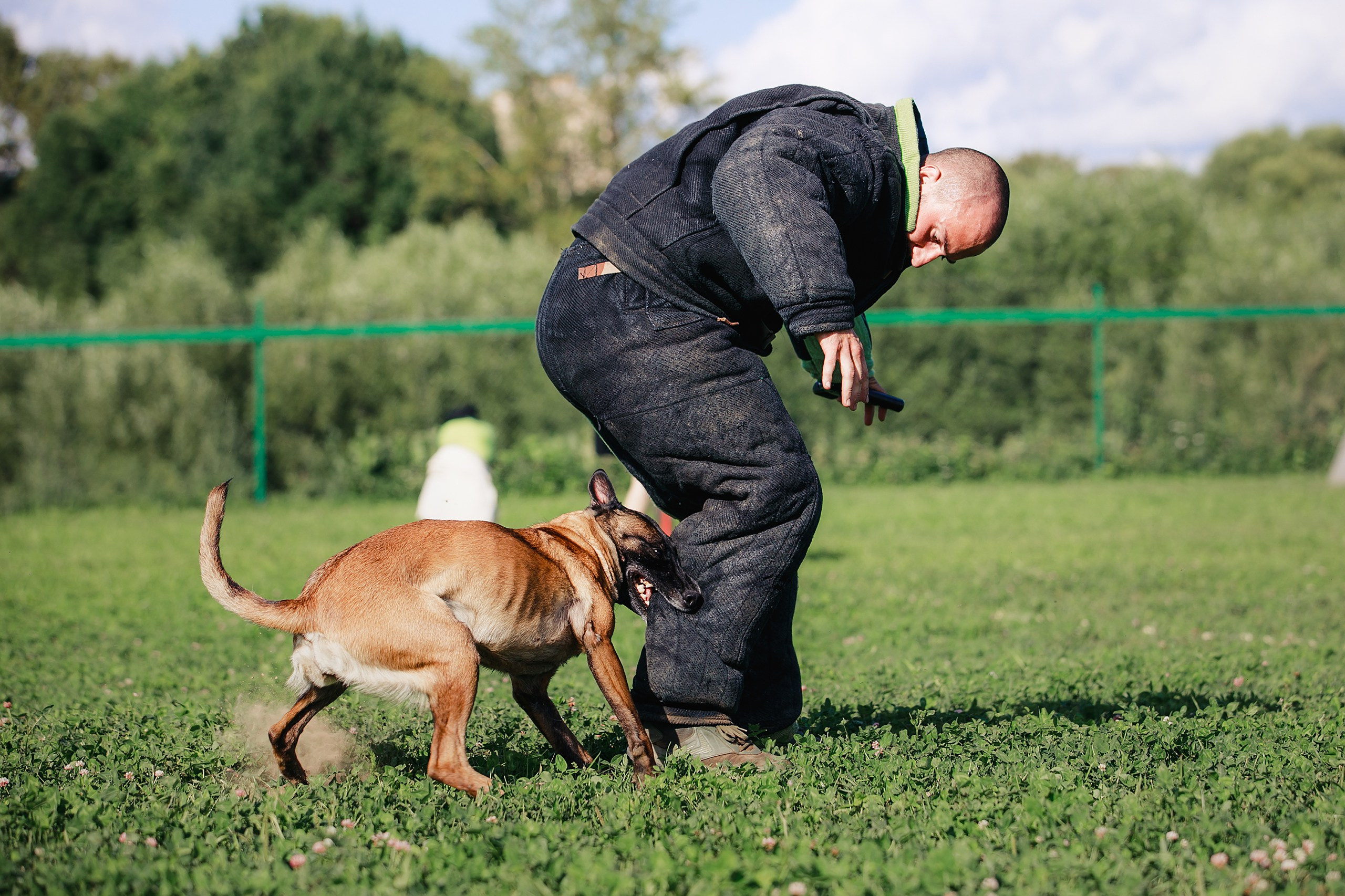 Мондьоринг М1, М2, М3, Вологда. Фотограф-анималист Mary Mart — Москва, Питер