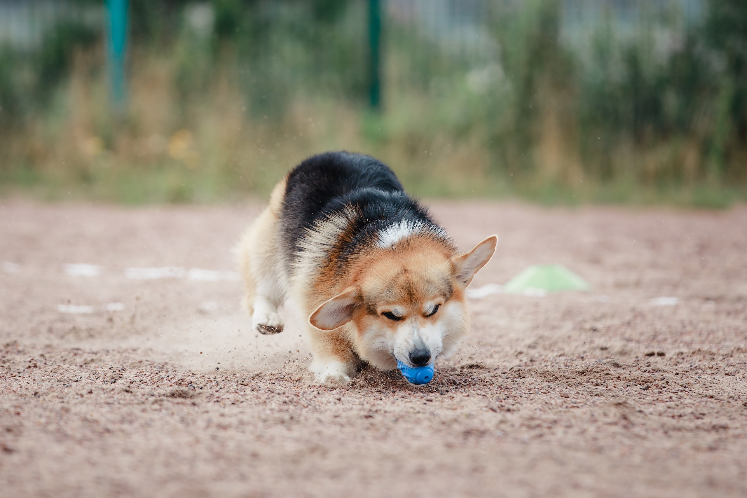 Питч&Гоу + веселые старты. Фотограф-анималист Mary Mart — Москва, Питер