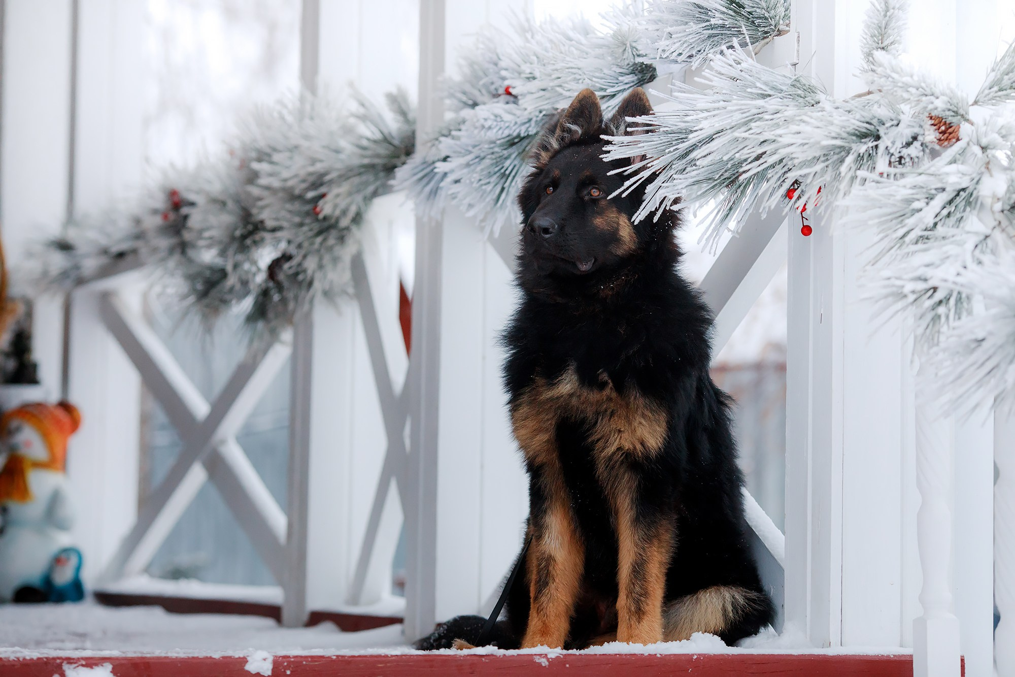 Зимние портреты. Фотограф-анималист Mary Mart — Москва, Питер