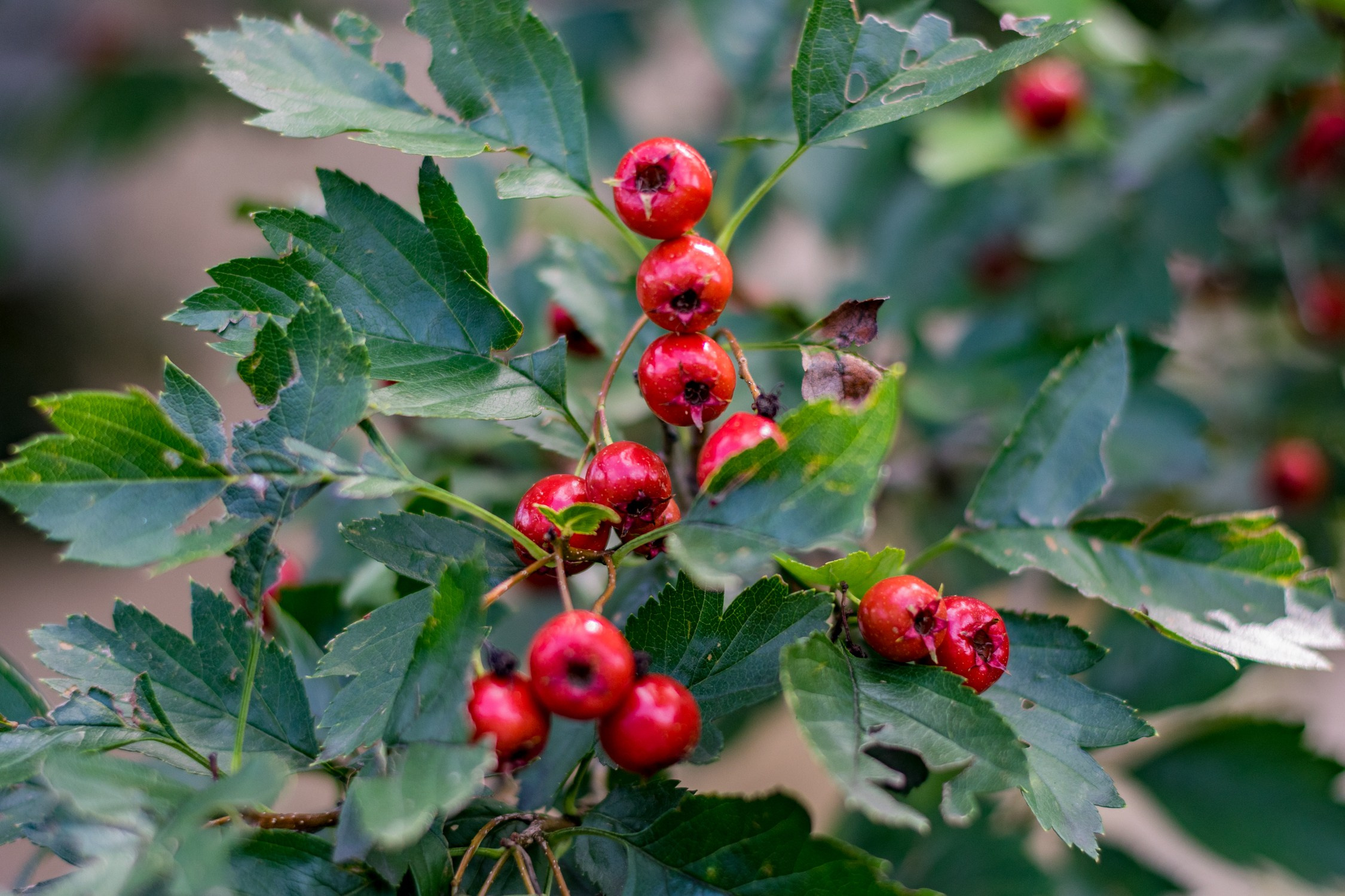 Антон Курдюмов фотограф в Хабаровске Рина Курдюмова фото27 foto27 Антон Дорофеев репортажный репортаж документалист Тони и Рина фотосоздатели Виноградники Хехцир 2024 Хабаровск виноград дикий фермер фермерство дачный сезон