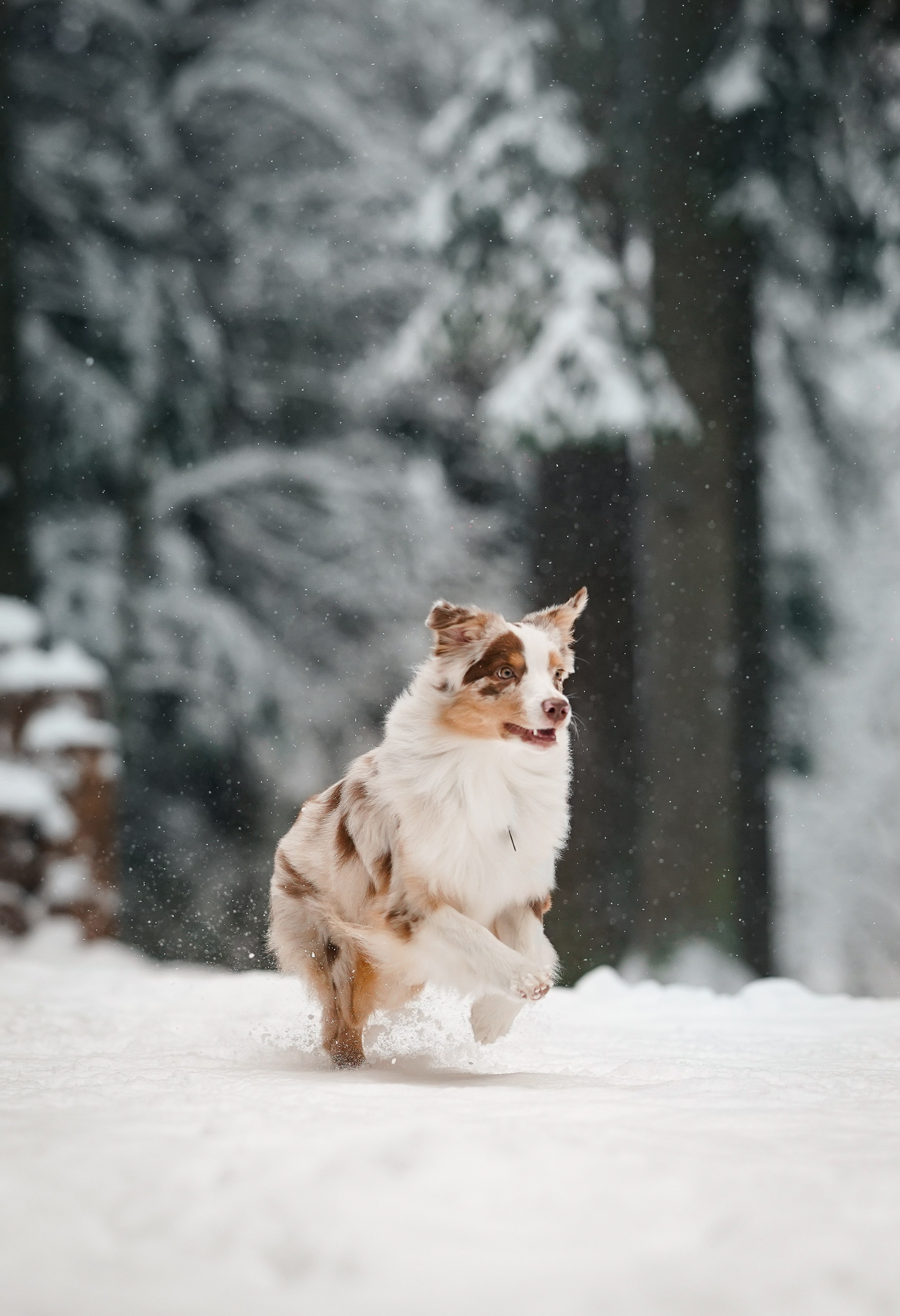 Панда. Фотограф-анималист в Санкт-Петербурге Яна Мартынова