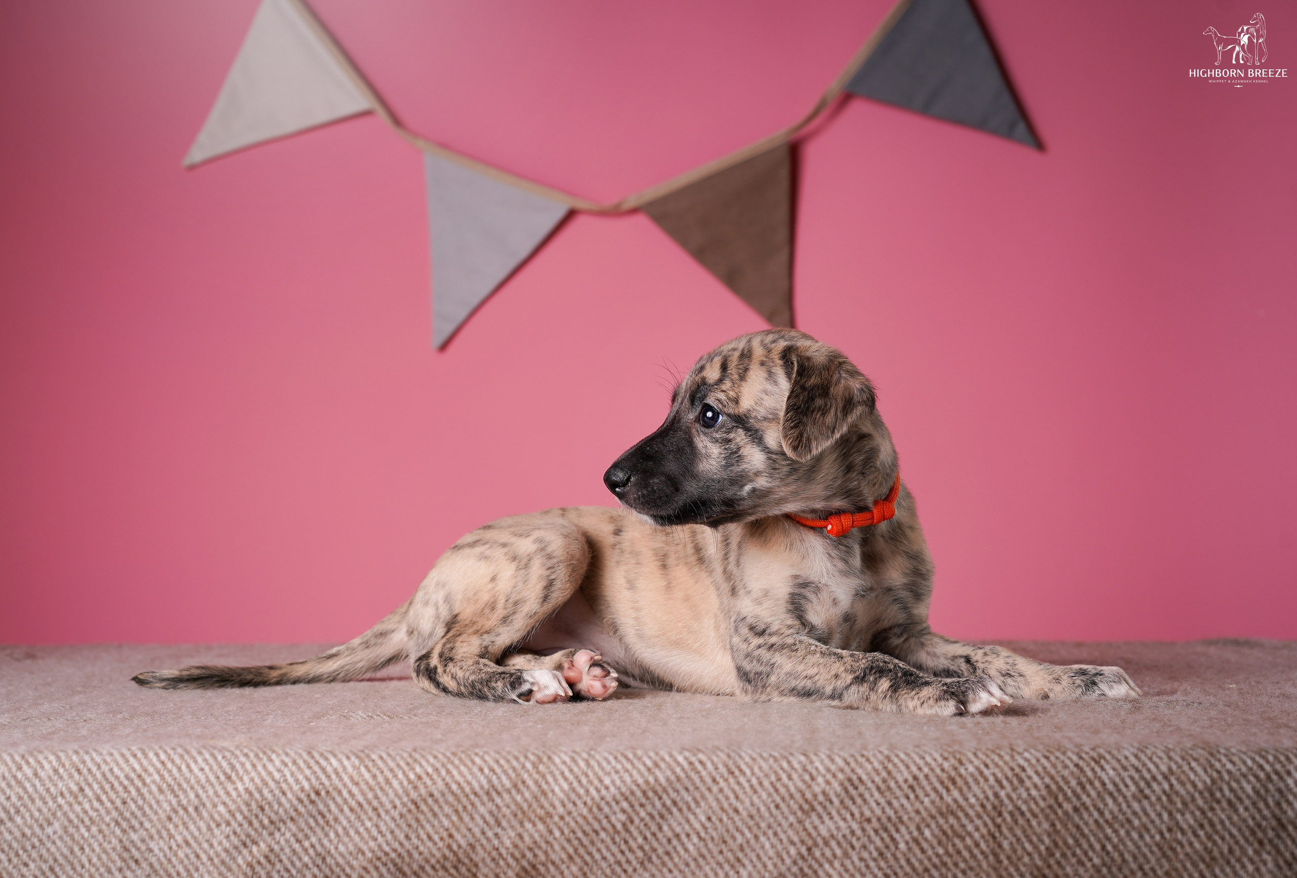 Щенки уиппета. Фотограф-анималист в Санкт-Петербурге Яна Мартынова