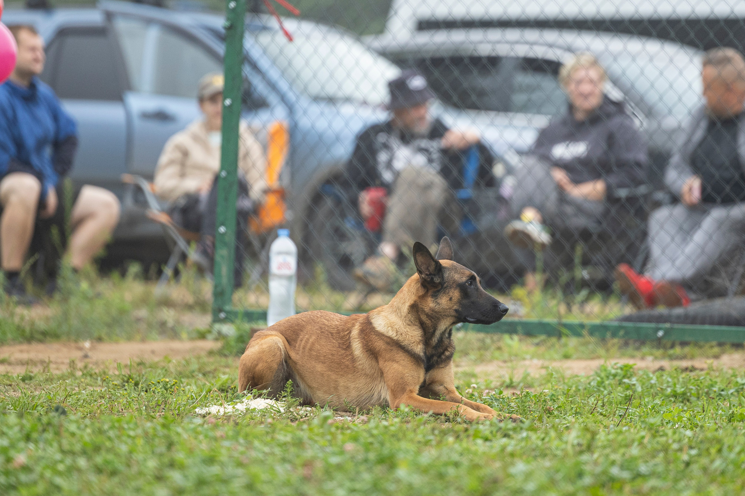Соревнования по Мондьорингу г. Вологда 10-11.08.2024. Фотограф-анималист Анна Маринич