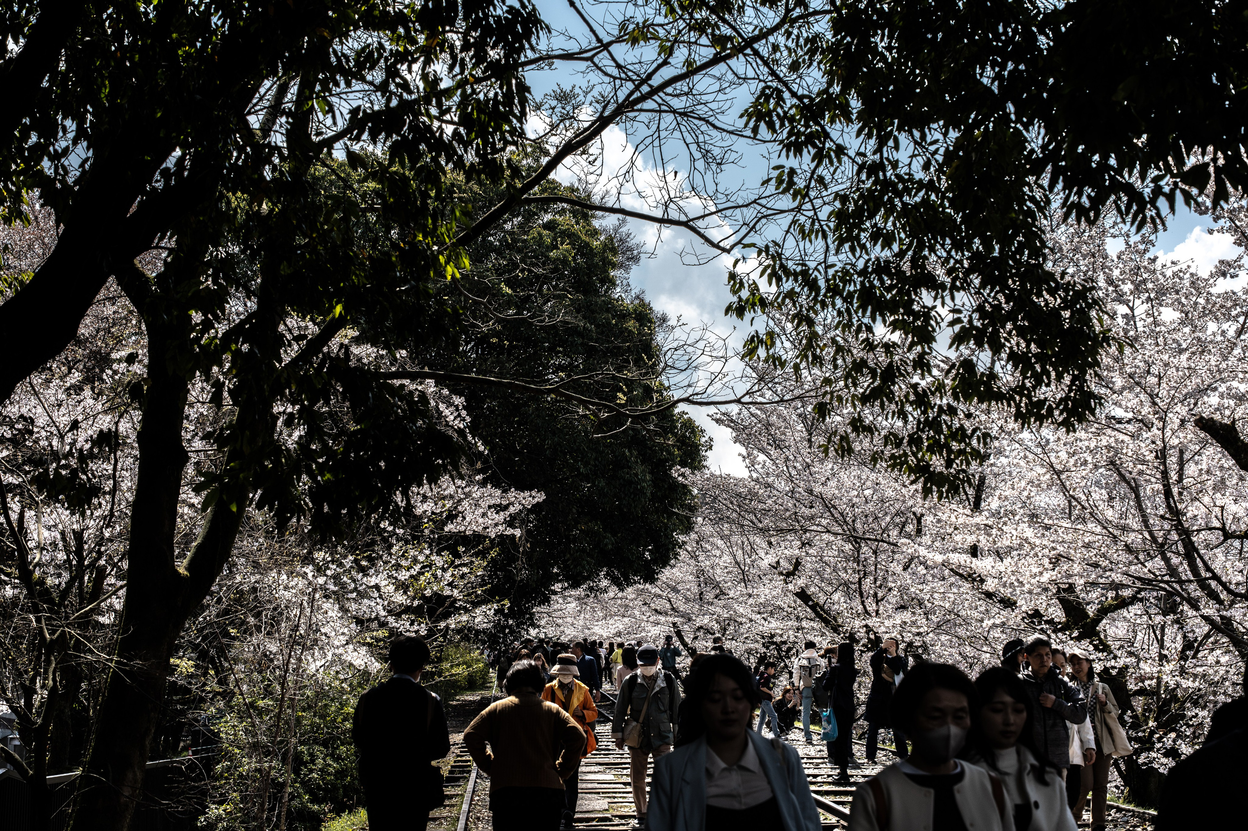 Япония, сакура. Творческие сьемки