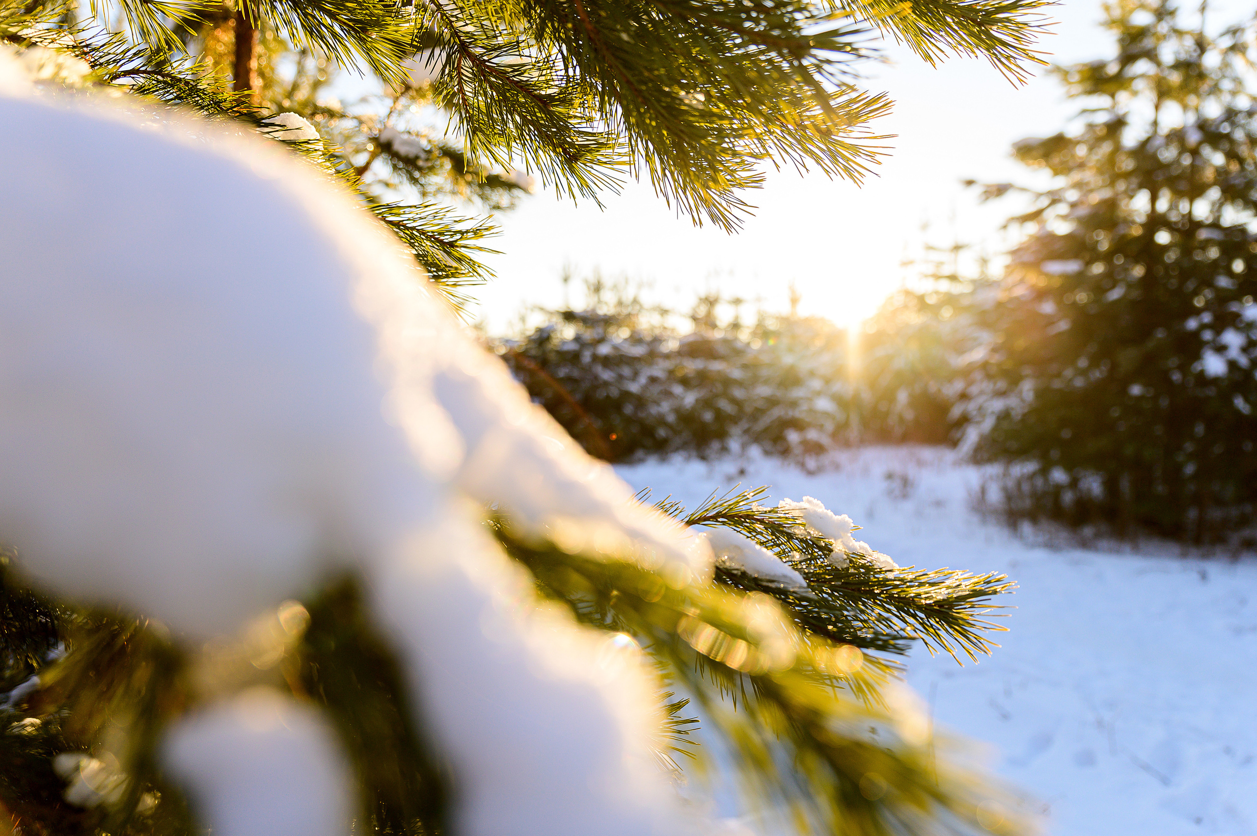 Январские забавы. Свадебный и портретный фотограф в Тюмени Женя Черемнова