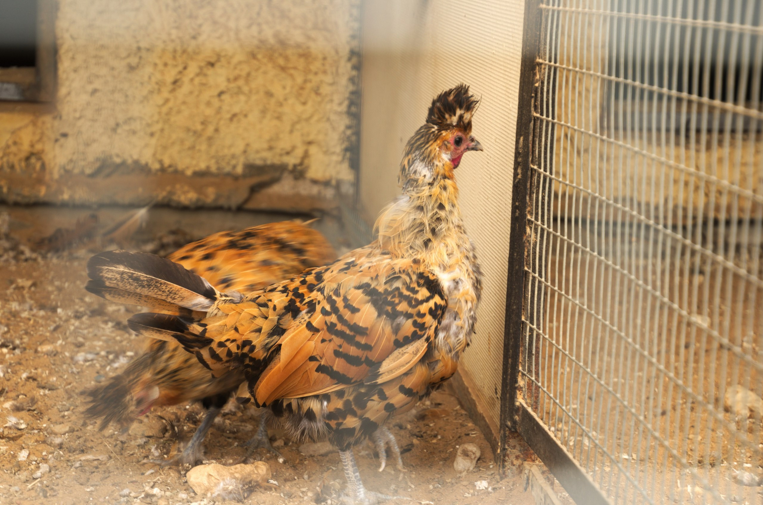 Боровск и парк птиц «Воробьи» | 17.09.2017. Галерея Фантим