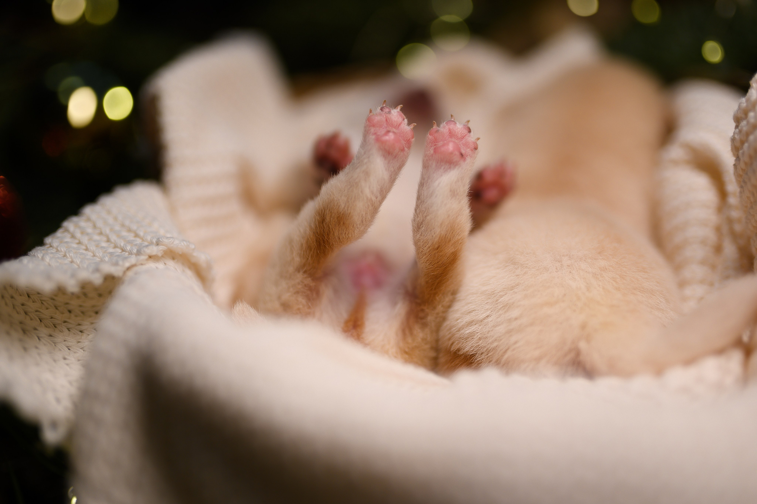 Мамесиба. Фотограф анималист в Москве Ольга Агушева
