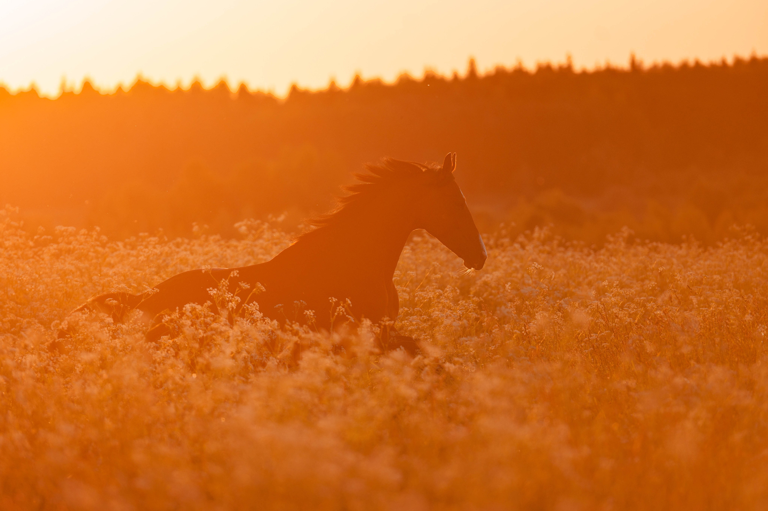 Ивори в закатных полях. Фотограф-анималист