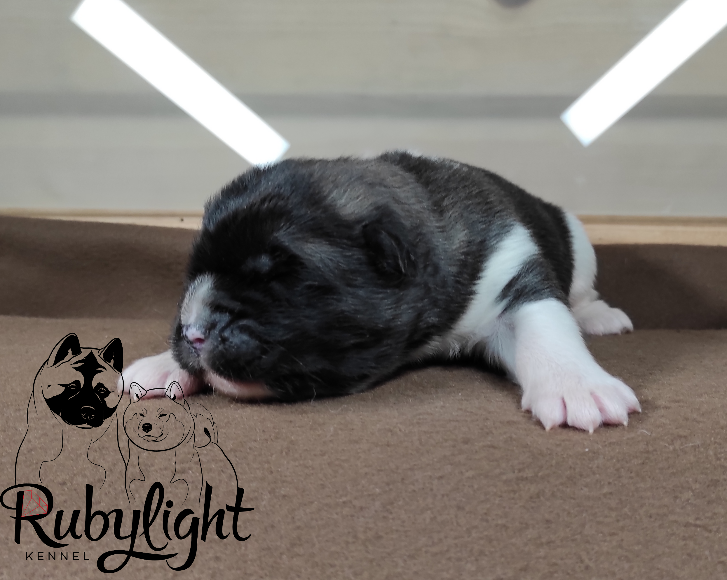 Помёт П Американская Акита Дата рождения 05.04.2022 Мама DANCING QUEEN Папа Dilinze's Hause Orion щенки Акита американская купить санкт-петербург