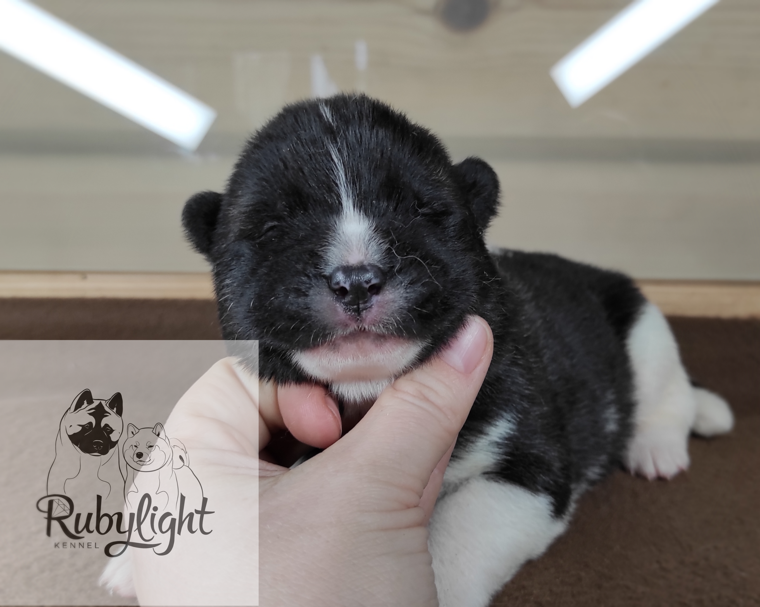 Помёт П Американская Акита Дата рождения 05.04.2022 Мама DANCING QUEEN Папа Dilinze's Hause Orion щенки Акита американская купить санкт-петербург