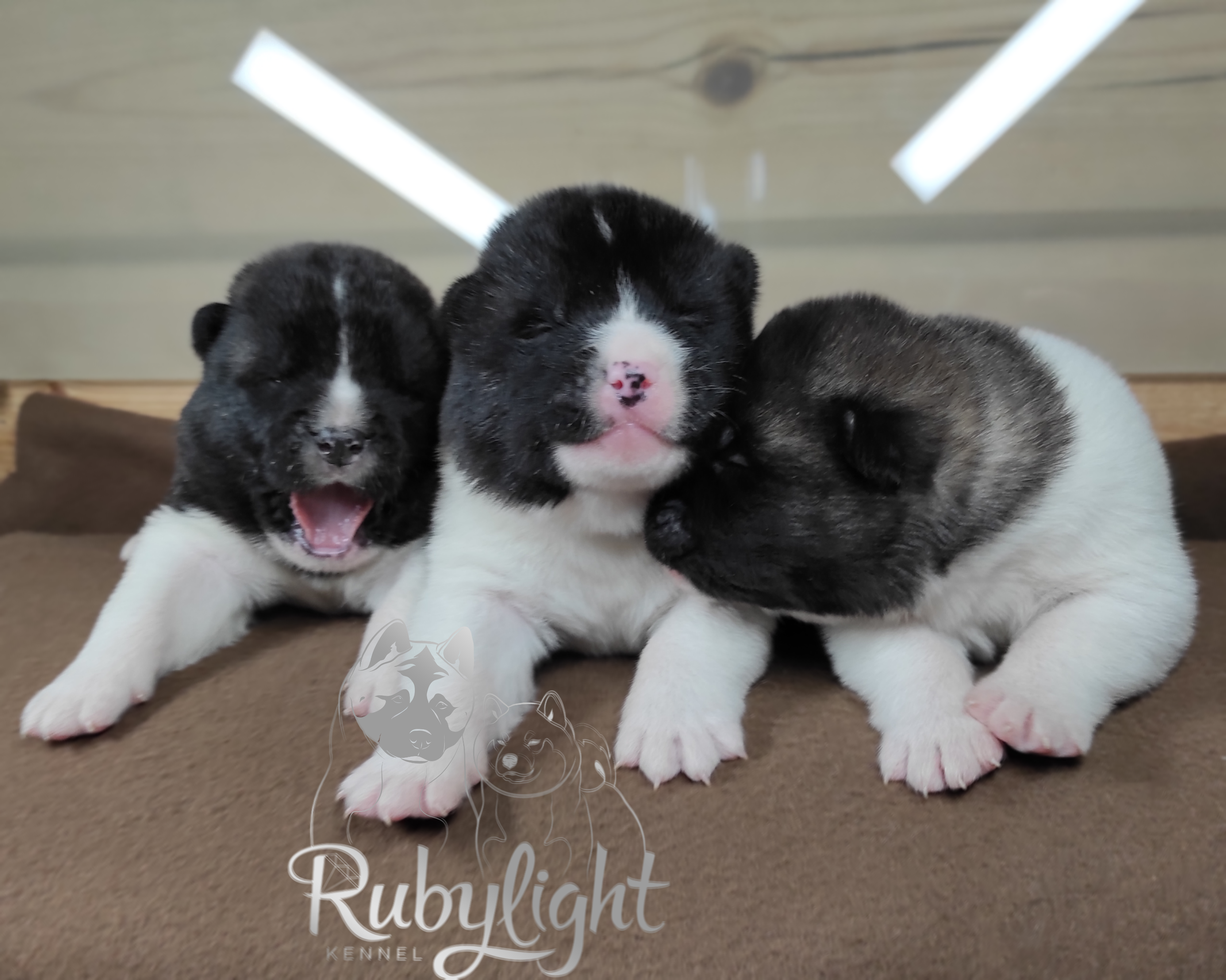 Помёт П Американская Акита Дата рождения 05.04.2022 Мама DANCING QUEEN Папа Dilinze's Hause Orion