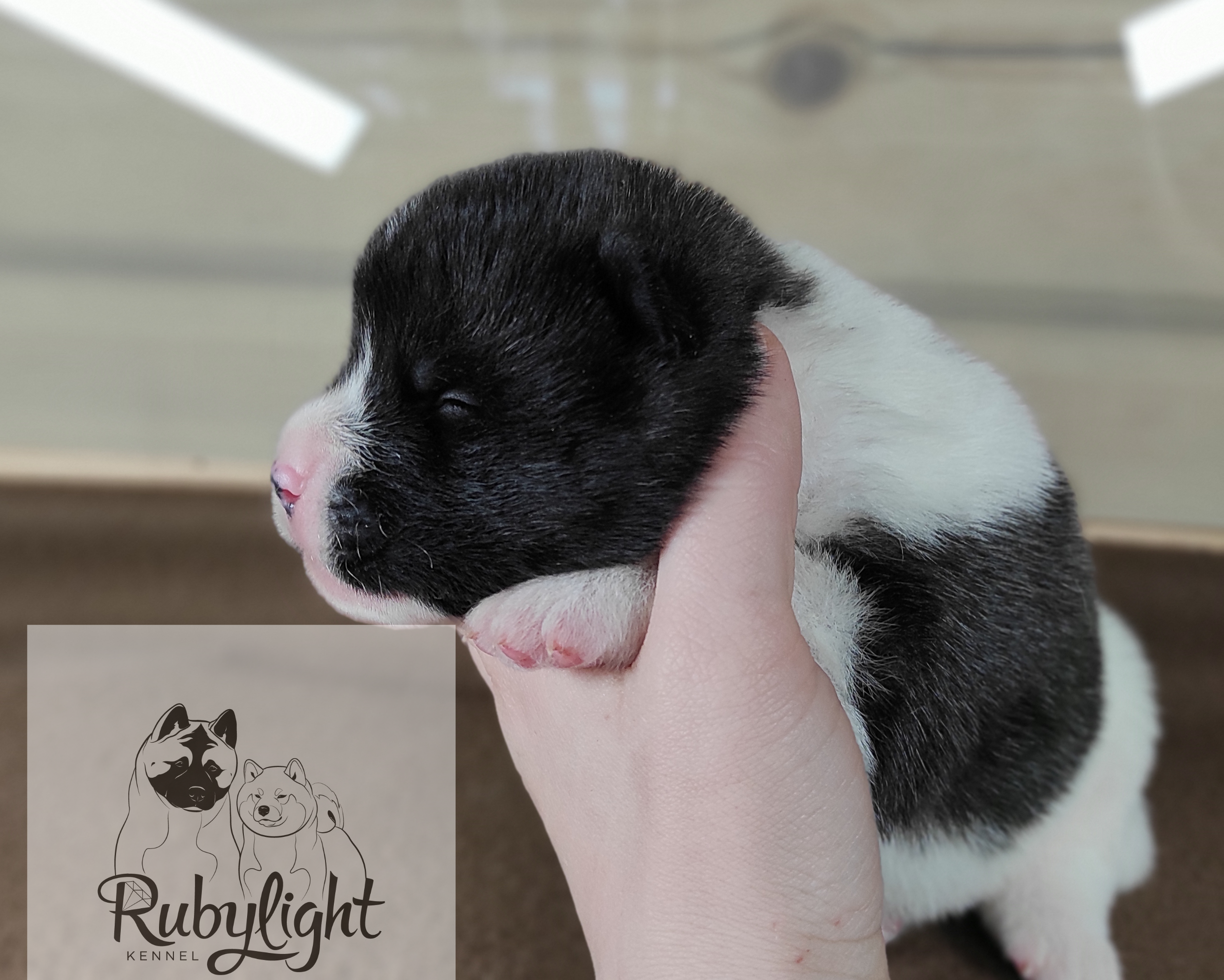 Помёт П Американская Акита Дата рождения 05.04.2022 Мама DANCING QUEEN Папа Dilinze's Hause Orion щенки Акита американская купить санкт-петербург