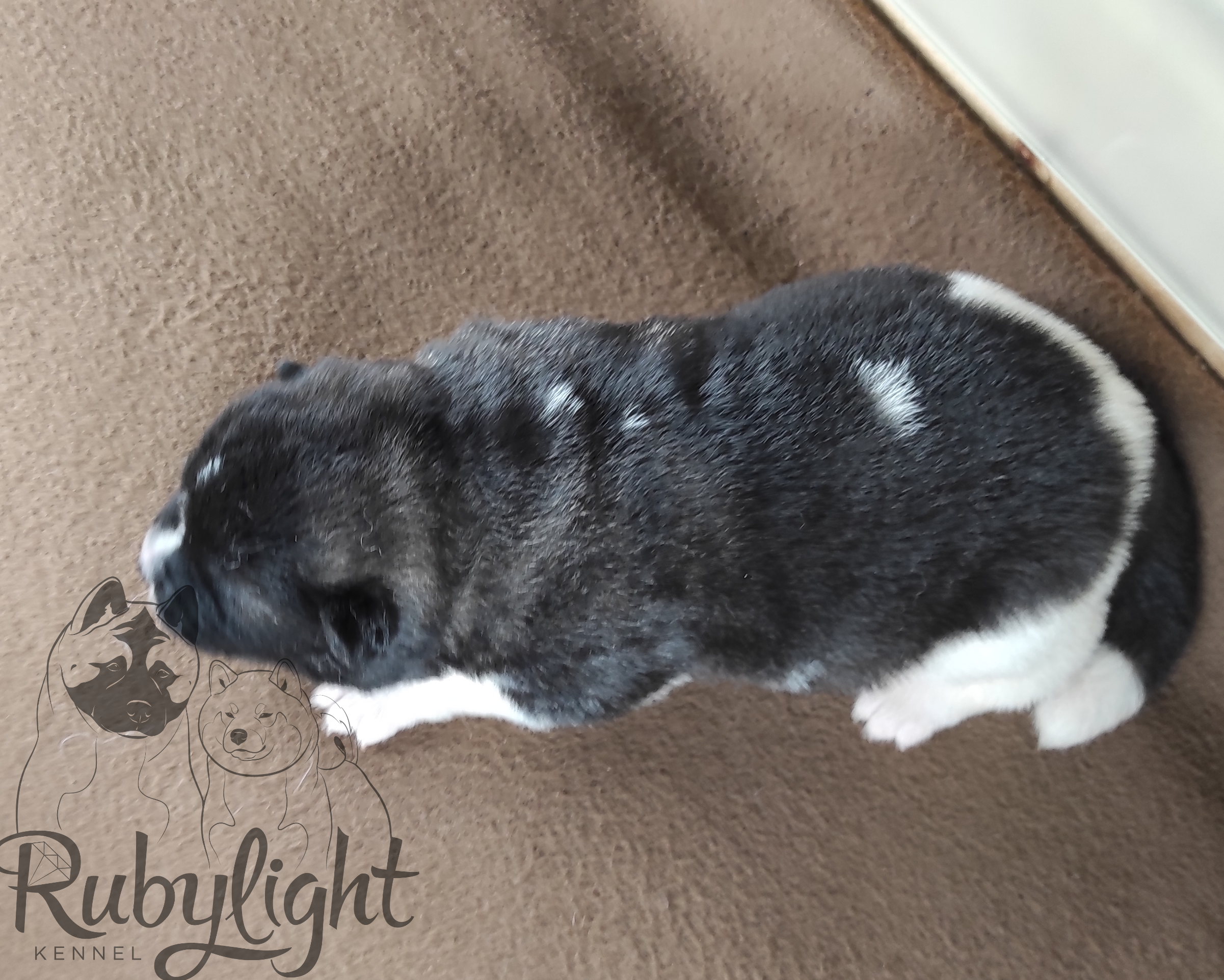 Помёт П Американская Акита Дата рождения 05.04.2022 Мама DANCING QUEEN Папа Dilinze's Hause Orion щенки Акита американская купить санкт-петербург