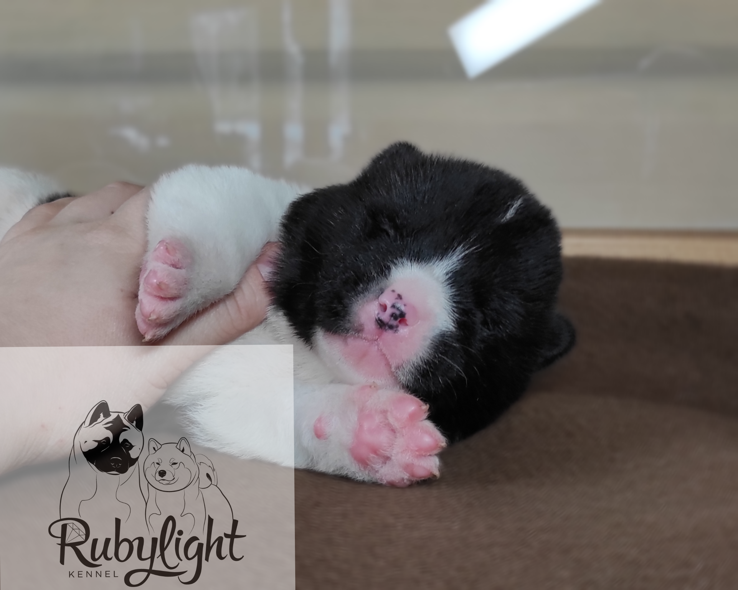 Помёт П Американская Акита Дата рождения 05.04.2022 Мама DANCING QUEEN Папа Dilinze's Hause Orion щенки Акита американская купить санкт-петербург