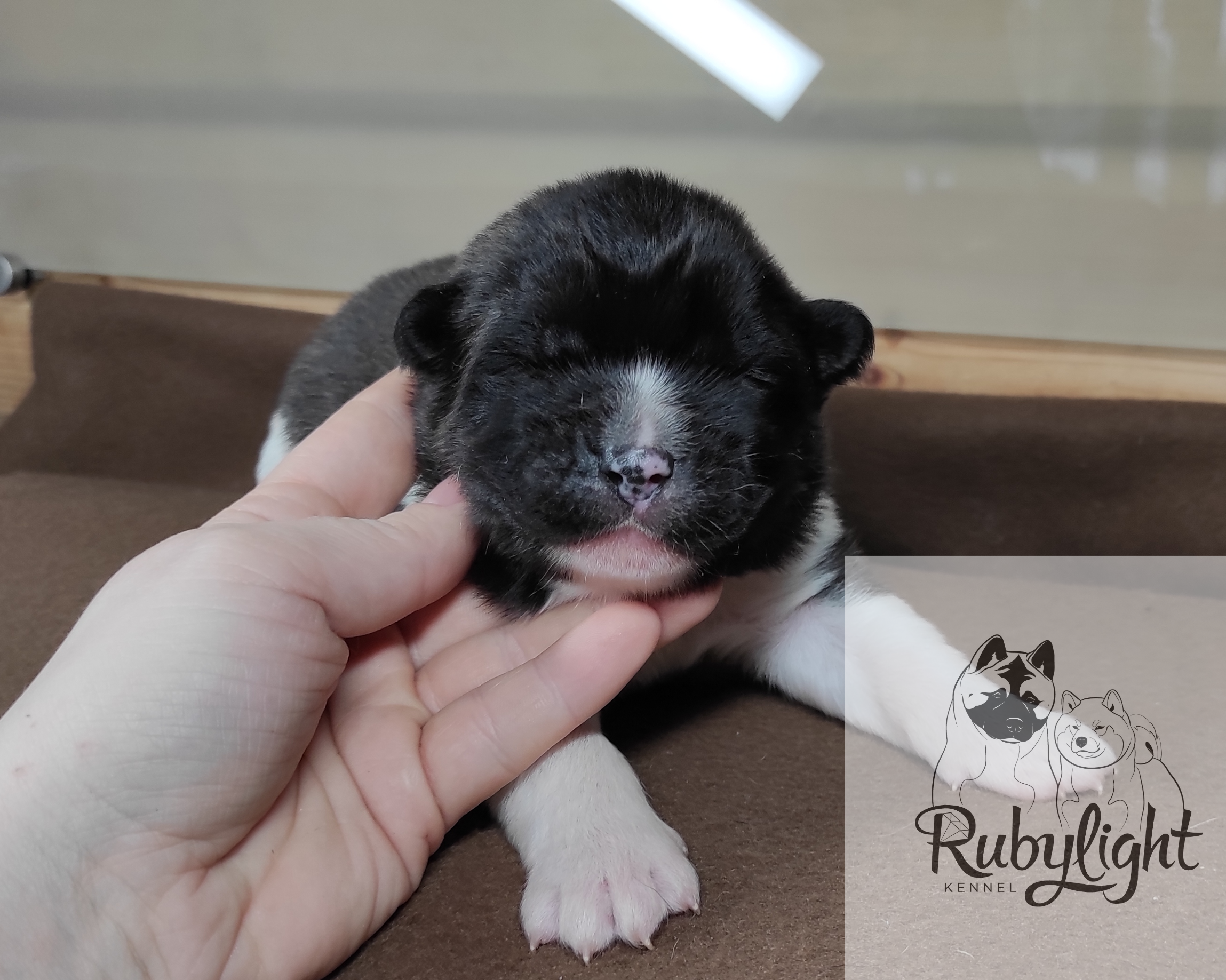 Помёт П Американская Акита Дата рождения 05.04.2022 Мама DANCING QUEEN Папа Dilinze's Hause Orion щенки Акита американская купить санкт-петербург