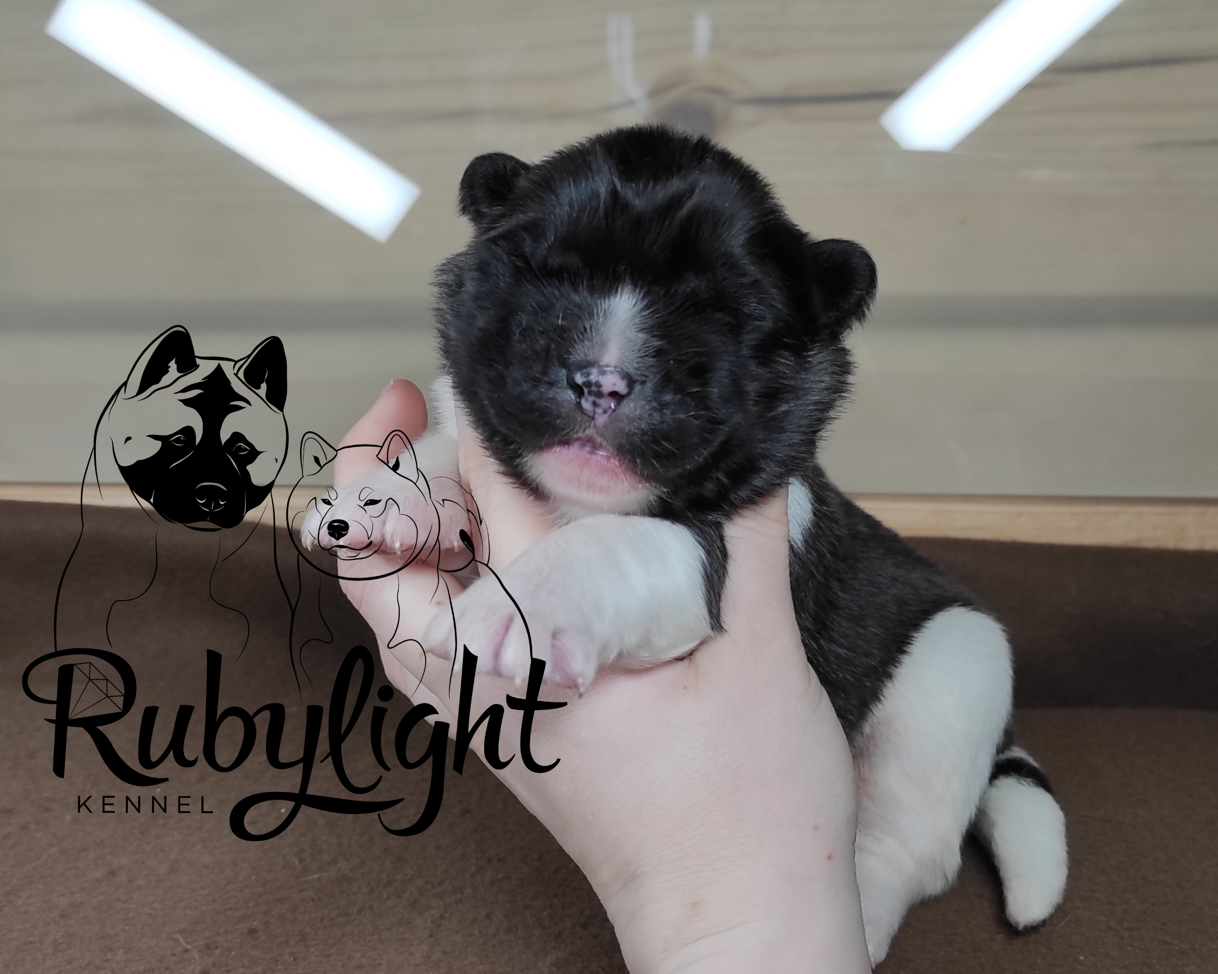 Помёт П Американская Акита Дата рождения 05.04.2022 Мама DANCING QUEEN Папа Dilinze's Hause Orion щенки Акита американская купить санкт-петербург