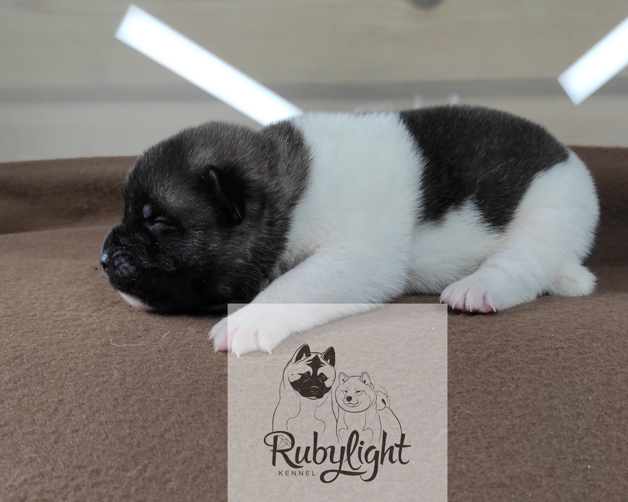 RUBYLIGHT PEGAS Американская Акита Дата рождения 05.04.2022 Мама DANCING QUEEN Папа Dilinze's Hause Orion