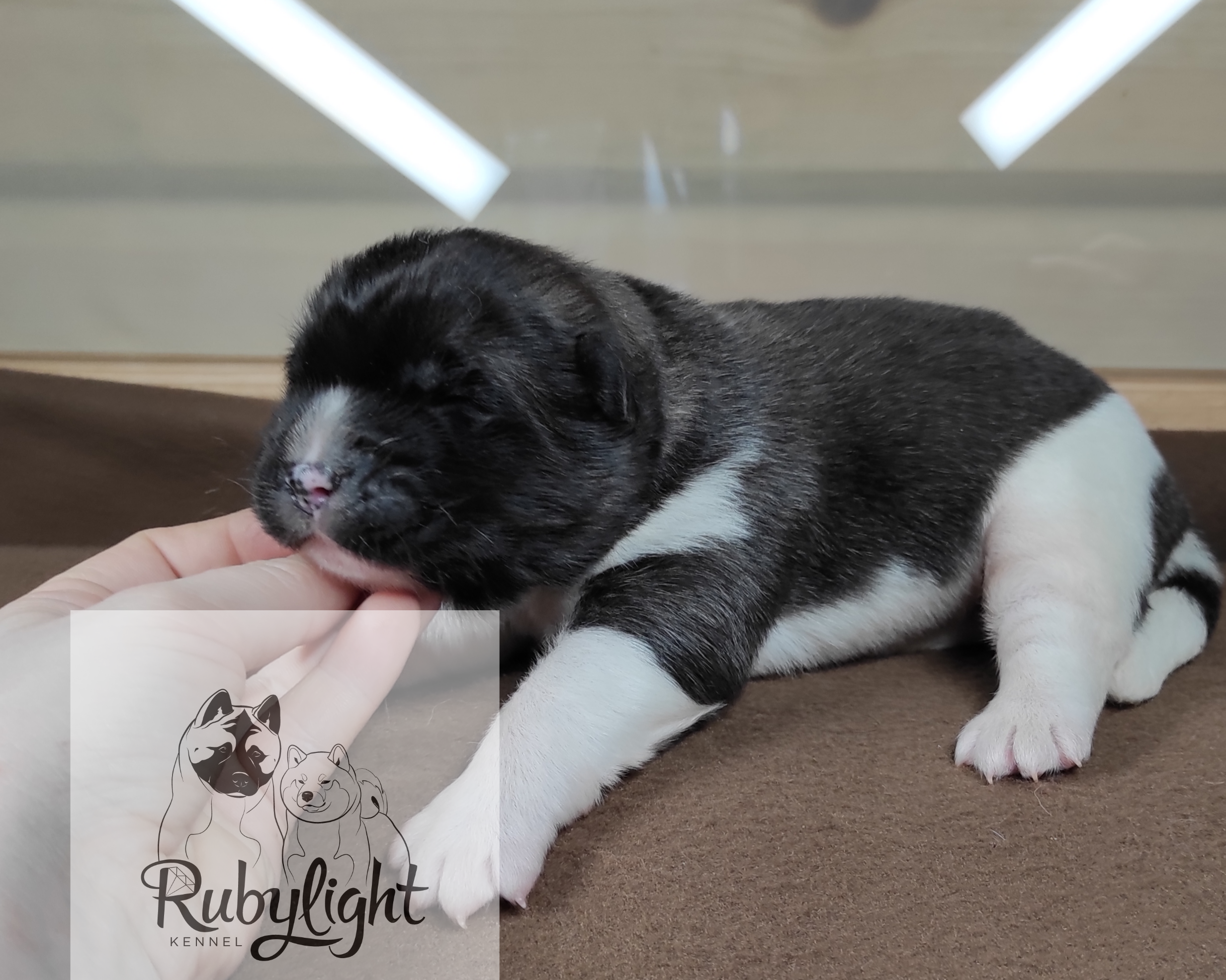 Помёт П Американская Акита Дата рождения 05.04.2022 Мама DANCING QUEEN Папа Dilinze's Hause Orion щенки Акита американская купить санкт-петербург