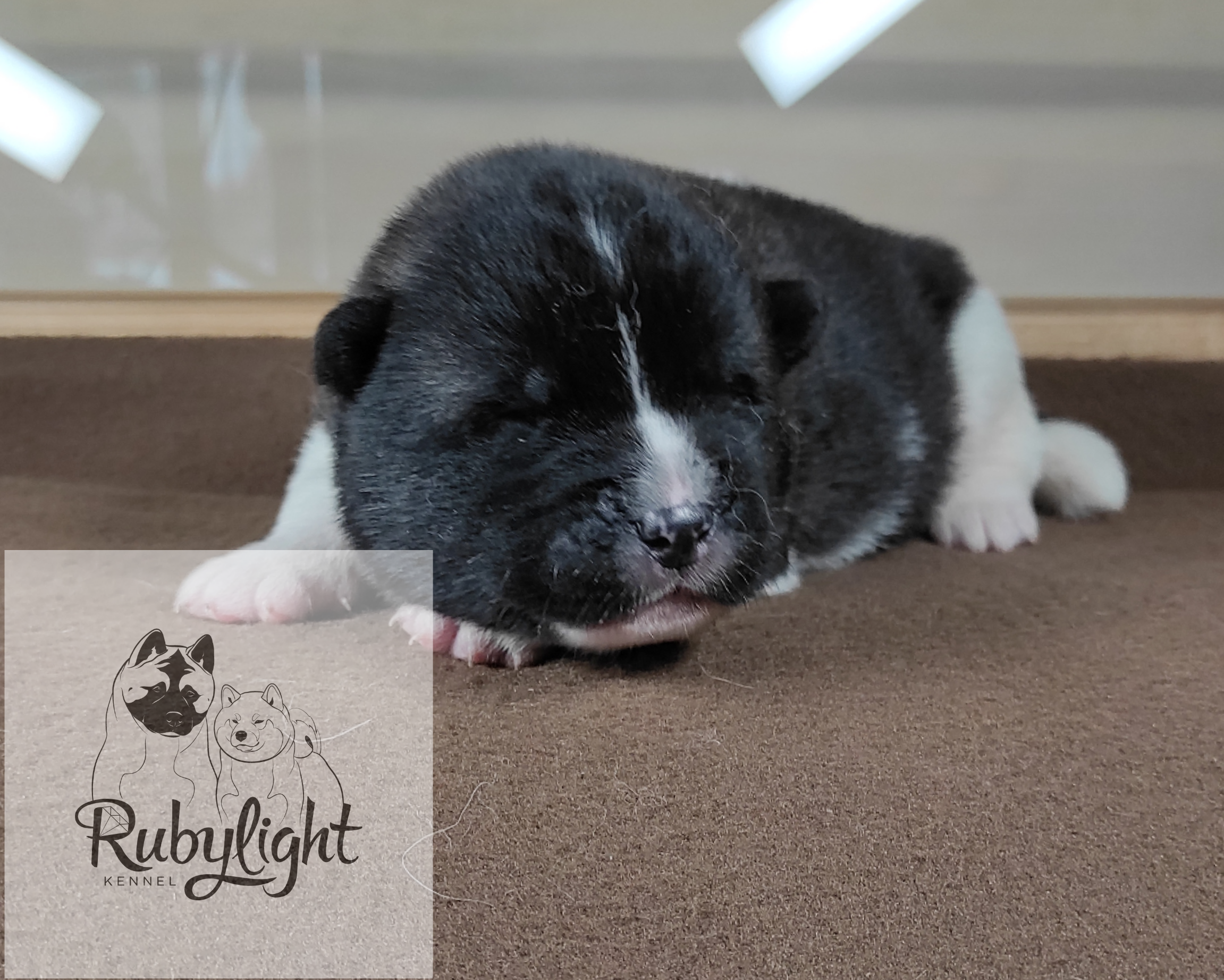 Помёт П Американская Акита Дата рождения 05.04.2022 Мама DANCING QUEEN Папа Dilinze's Hause Orion щенки Акита американская купить санкт-петербург