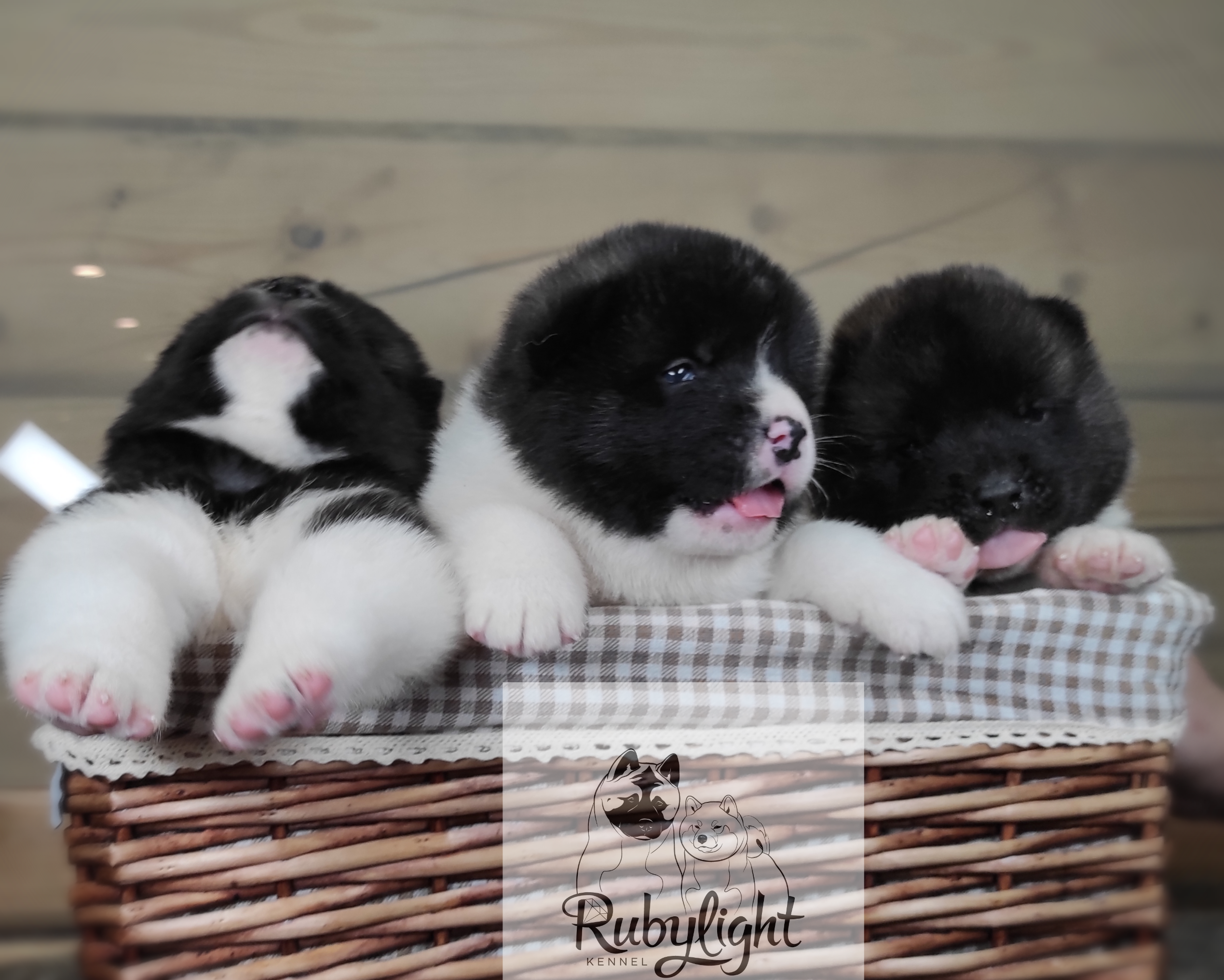 Помет П общее. AMERICAN AKITA RUBYLIGHT KENNEL I SHIBA-INU