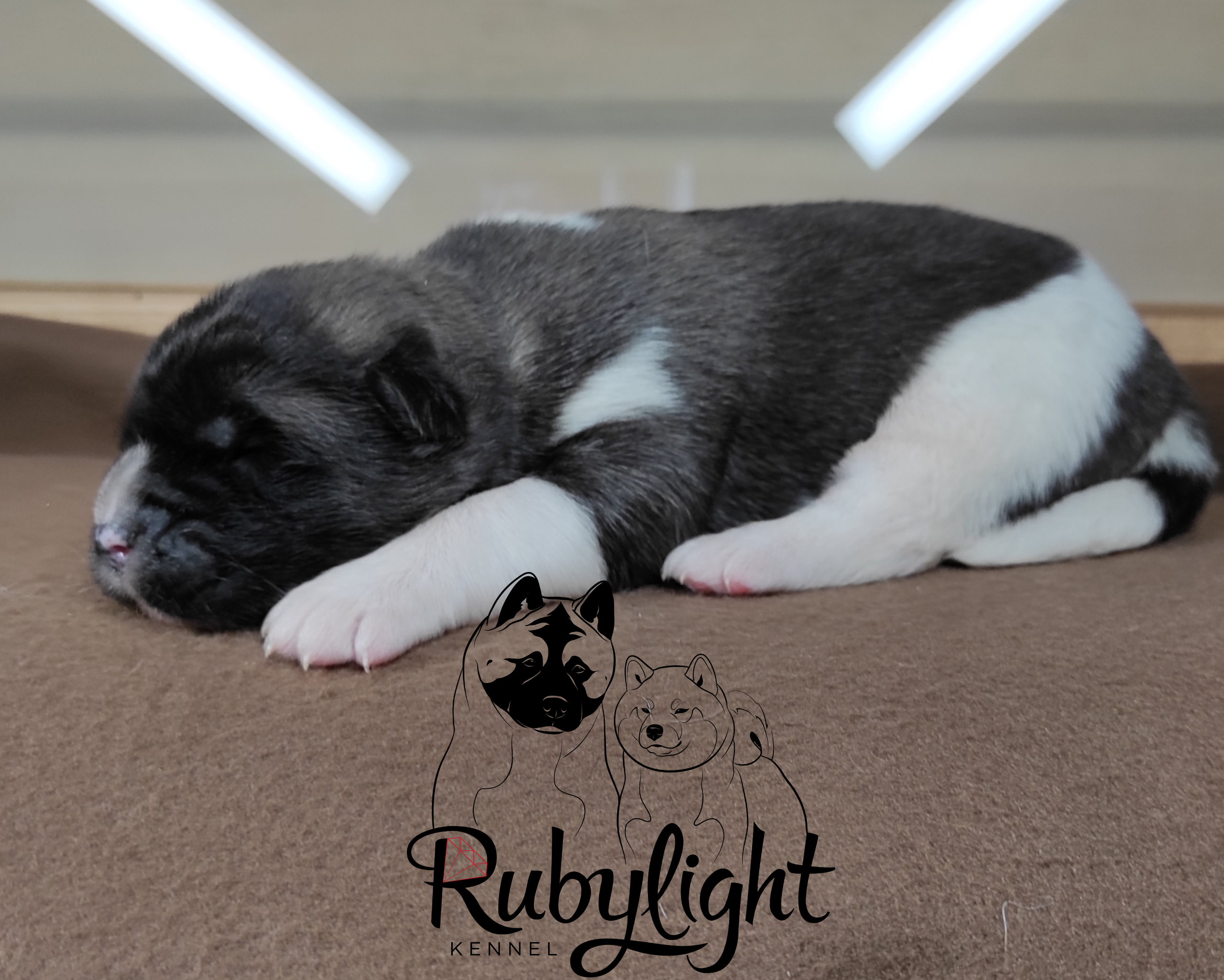 Помёт П Американская Акита Дата рождения 05.04.2022 Мама DANCING QUEEN Папа Dilinze's Hause Orion щенки Акита американская купить санкт-петербург